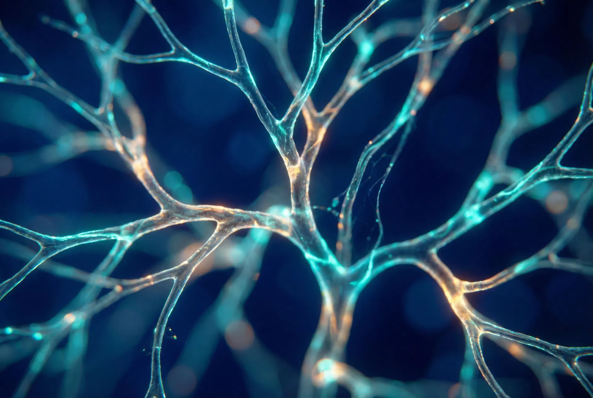 Neural network visualization