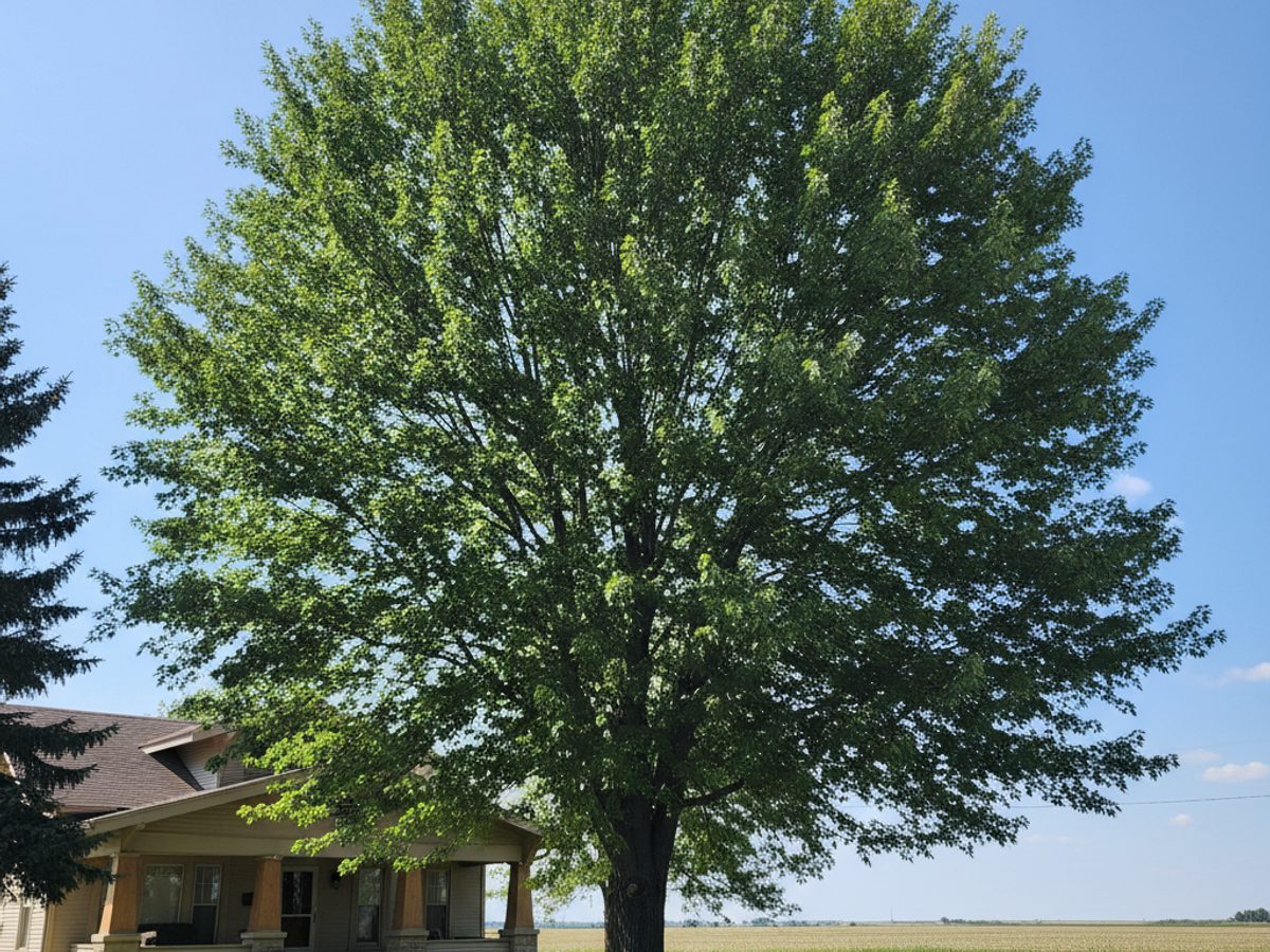 Tree Trimming in Hot Springs