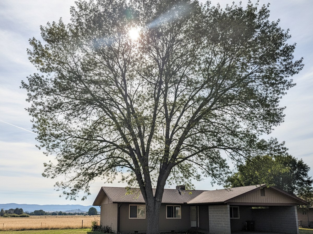 Tree Trimming in Sturgis