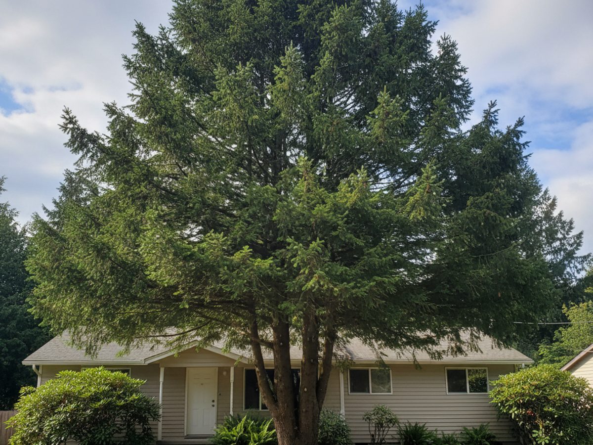 Tree Trimming