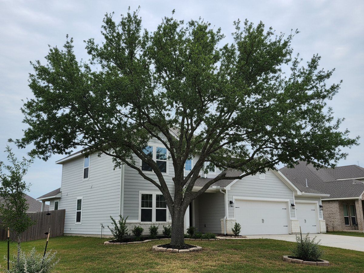 Tree Trimming in Humble