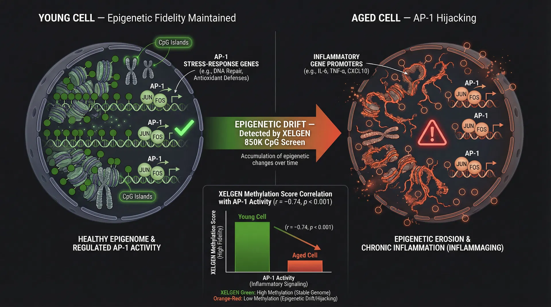 AP-1 Hijacking Mechanism: Young Cell vs Aged Cell