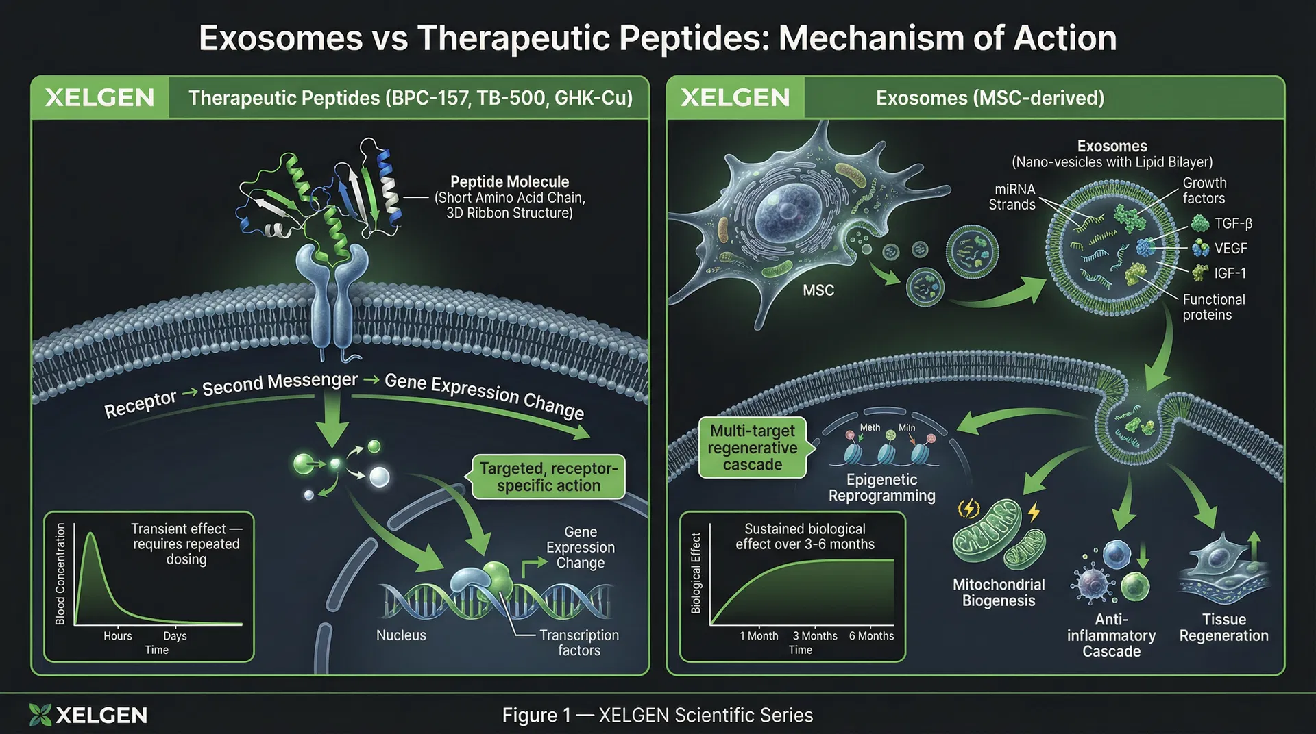 Exosomes vs Therapeutic Peptides: Mechanism of Action