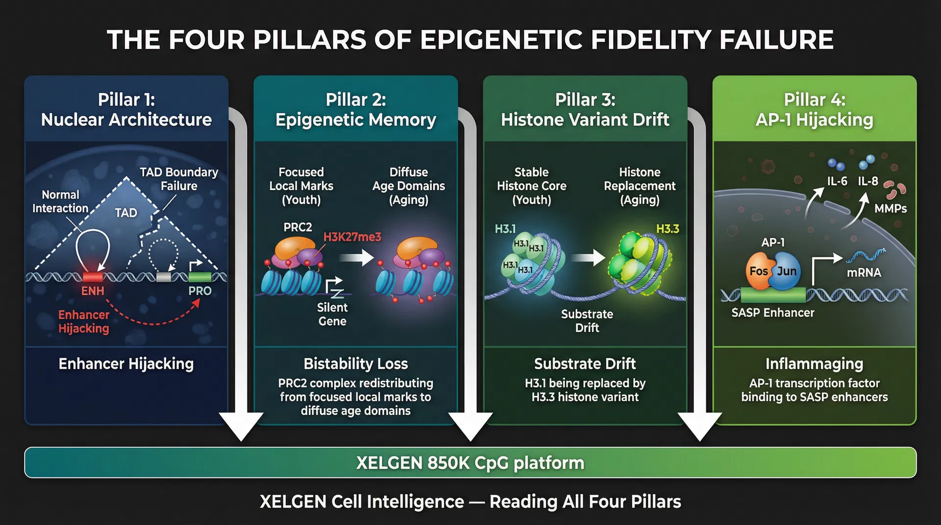 The Four Pillars of Epigenetic Fidelity Failure