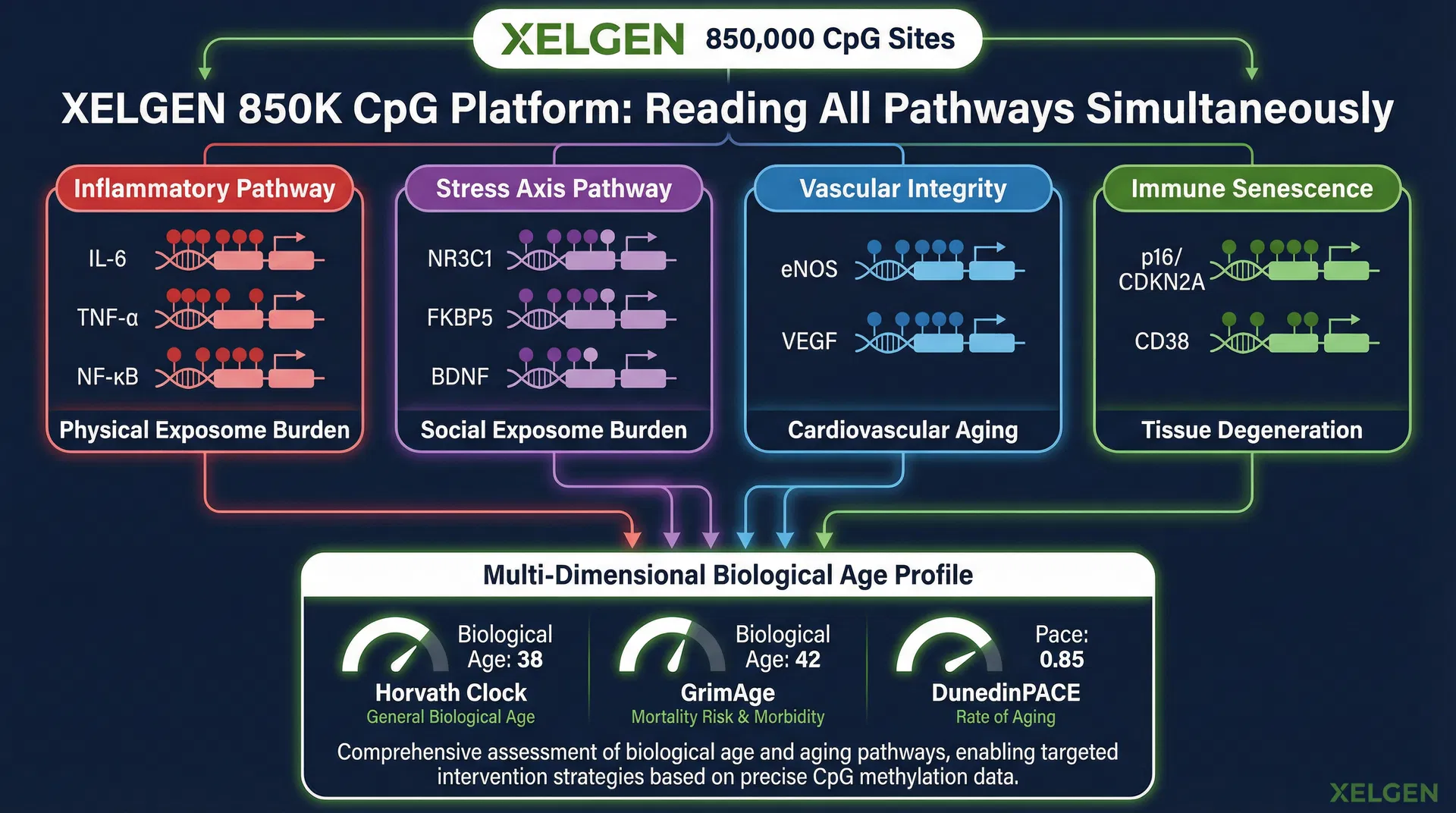 XELGEN 850K CpGプラットフォーム：すべての経路を同時に読み取る