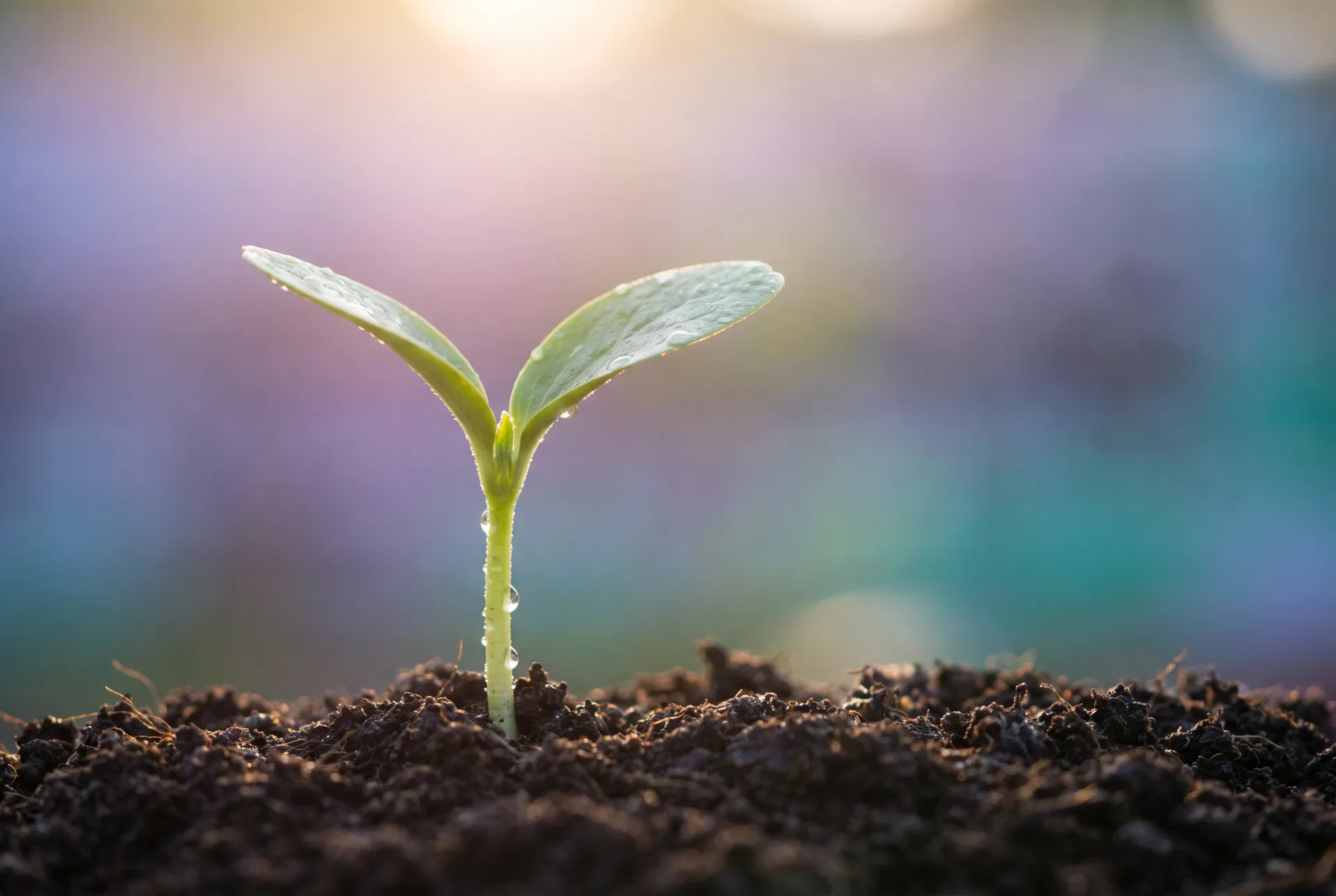 Growth and new beginnings