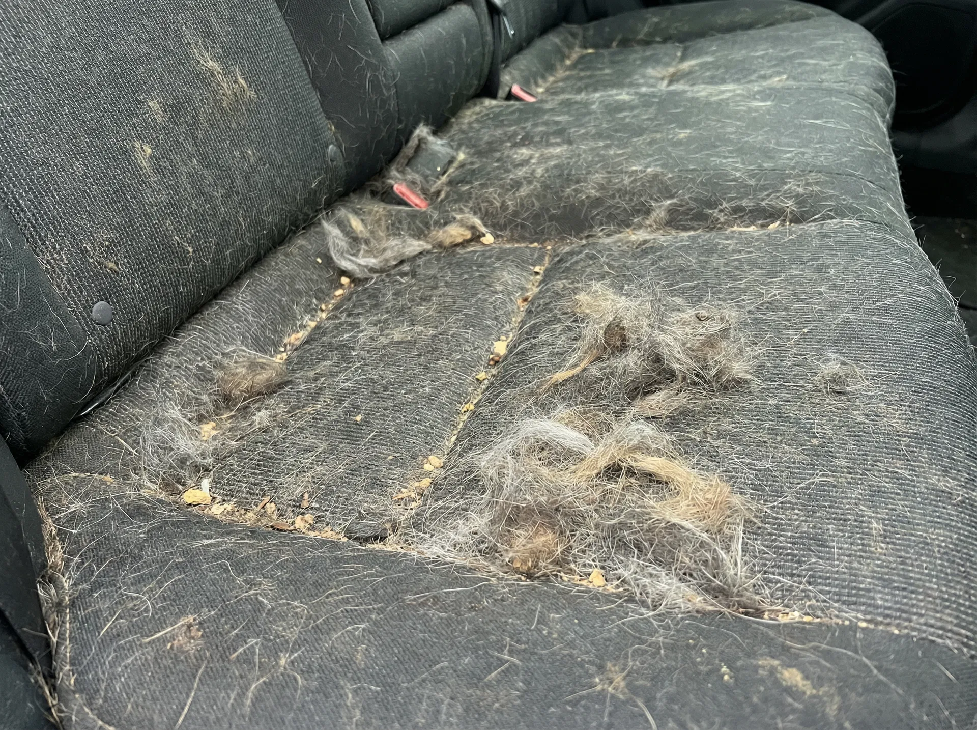 Dog Hair Removal - Before