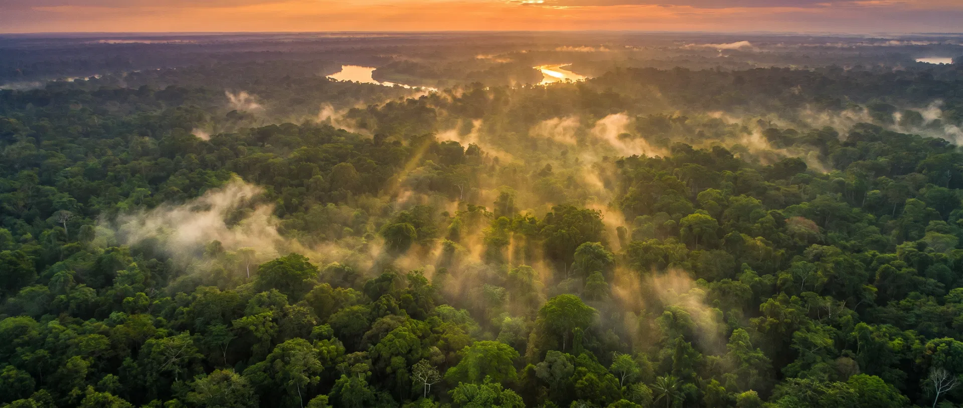 Amazon Rainforest aerial view