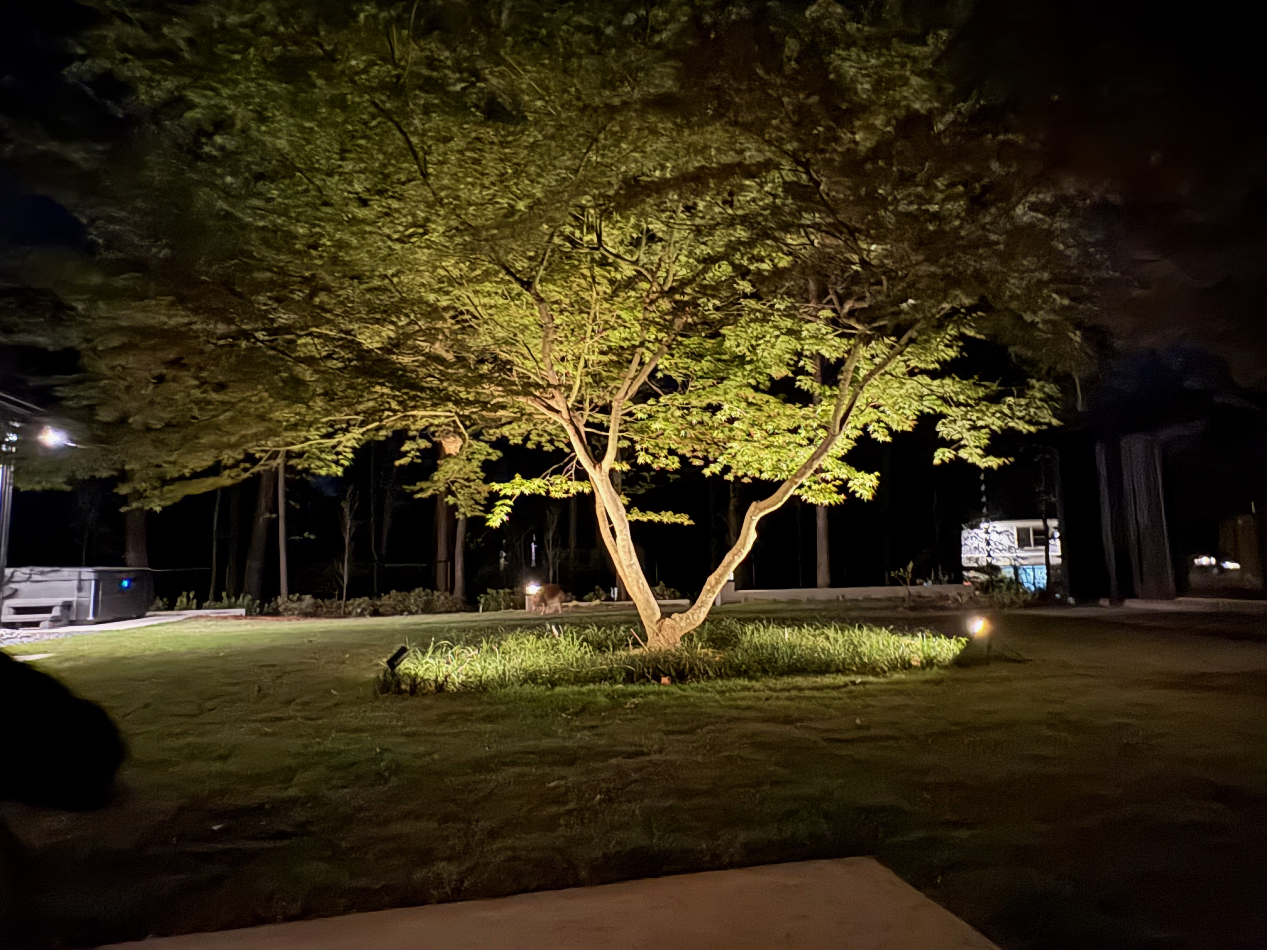 A large, mature tree with lush green foliage is brightly illuminated by warm landscape lighting at night, standing prominently in a manicured lawn with subtle background hints of a modern home and outdoor amenities.