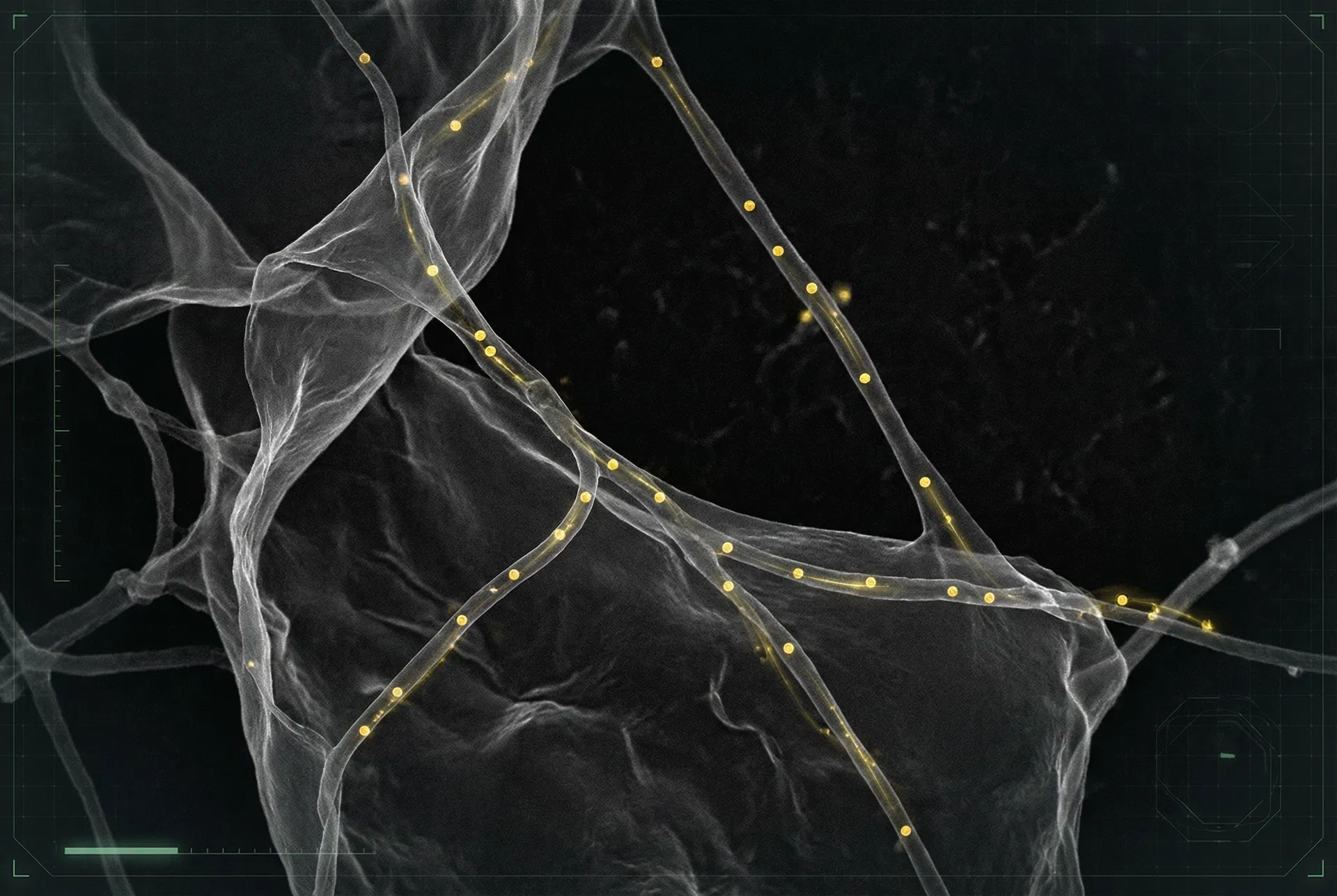 Cellular absorption visualization