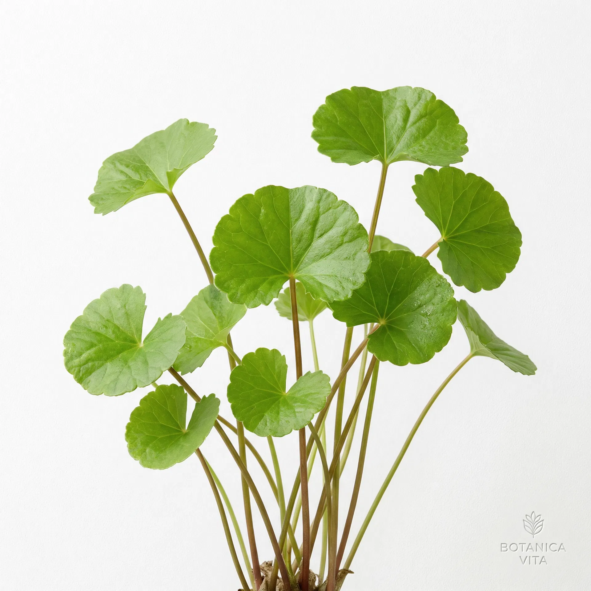 Centella Asiatica