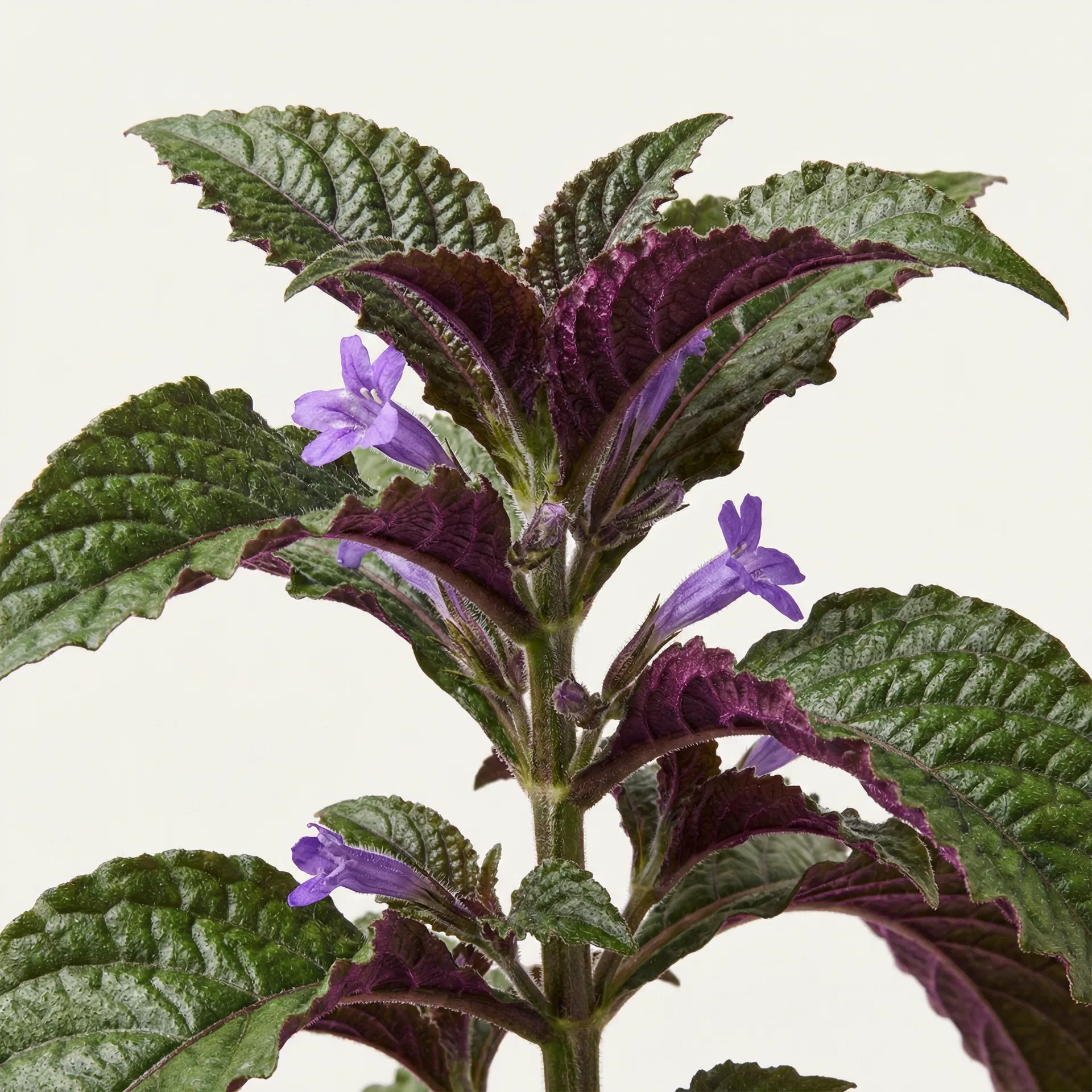 Strobilanthes Crispus