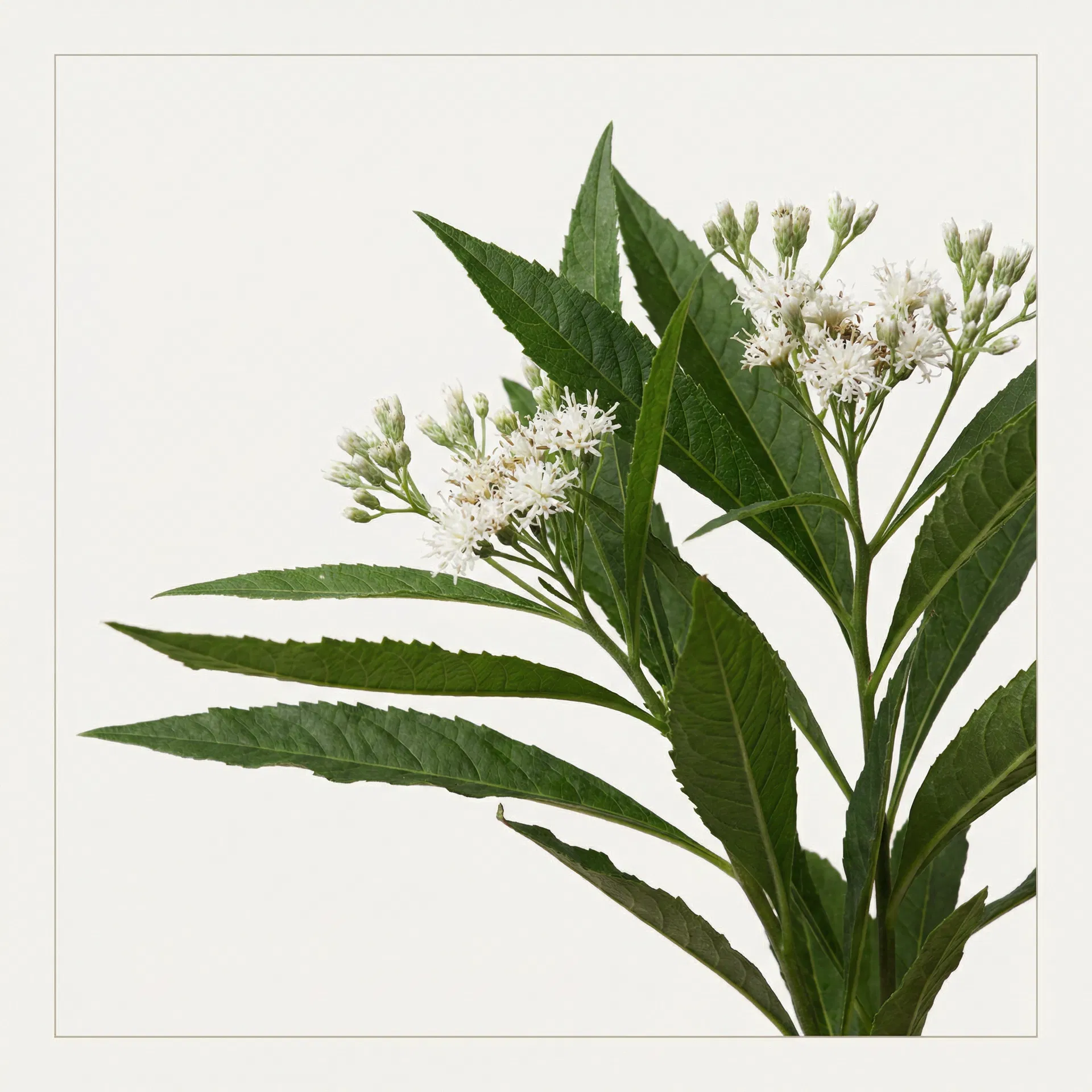 Vernonia Amygdalina Delile