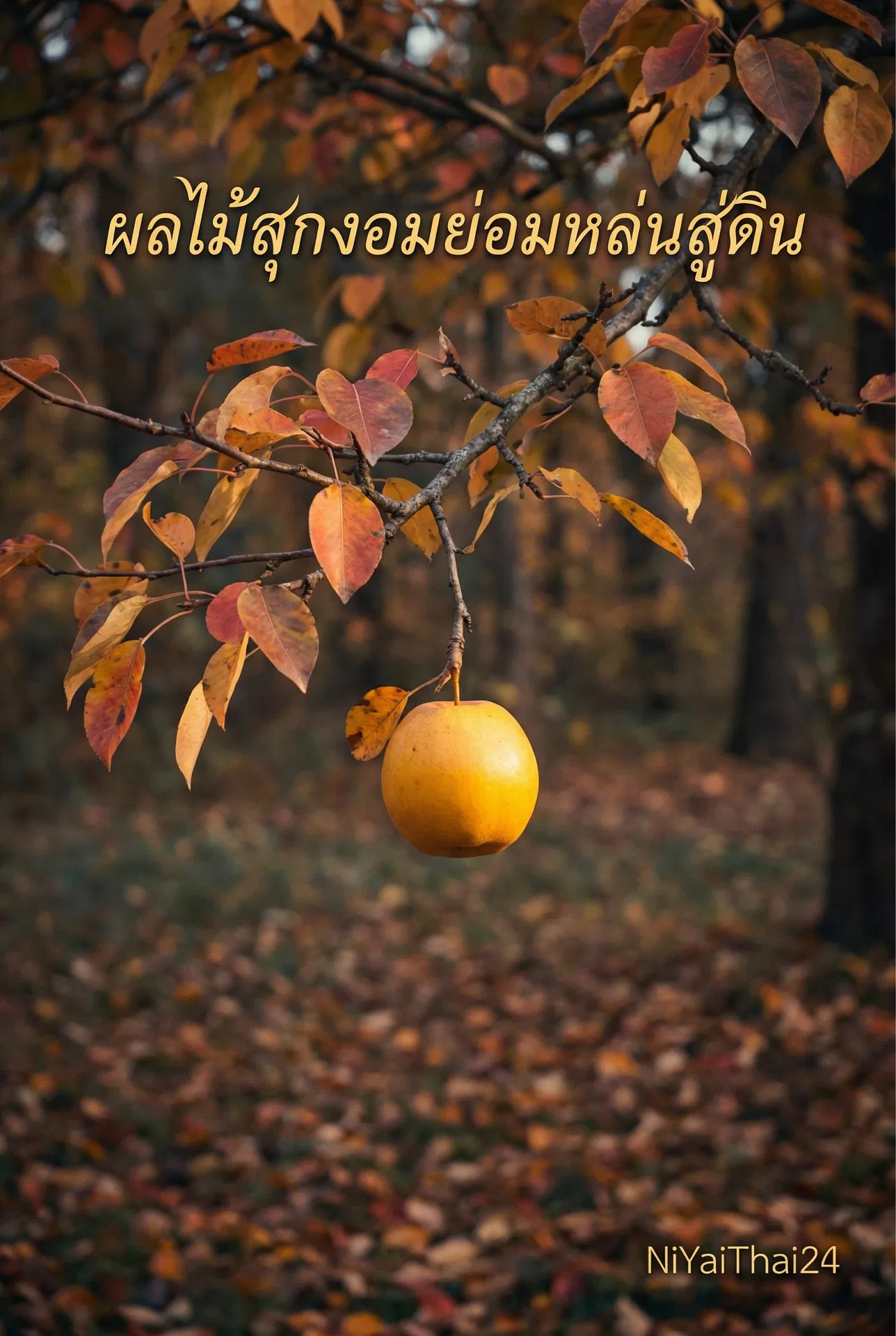 อ่านผลไม้สุกงอมย่อมหล่นสู่ดินฟรี นิยายออนไลน์จบแล้ว - NIYAITHAI24.COM