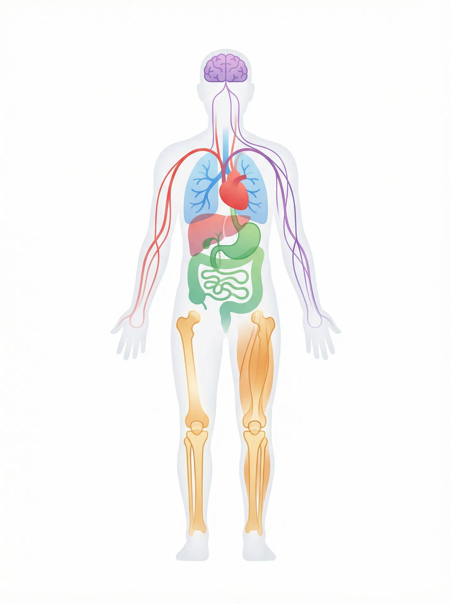 Body systems illustration