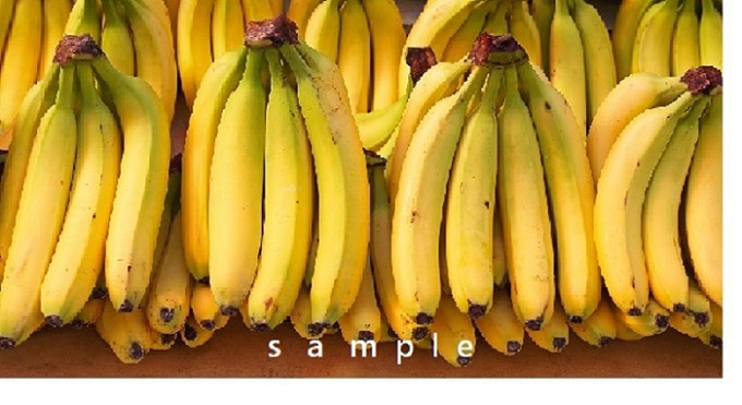 yellow CAVENDISH bananas