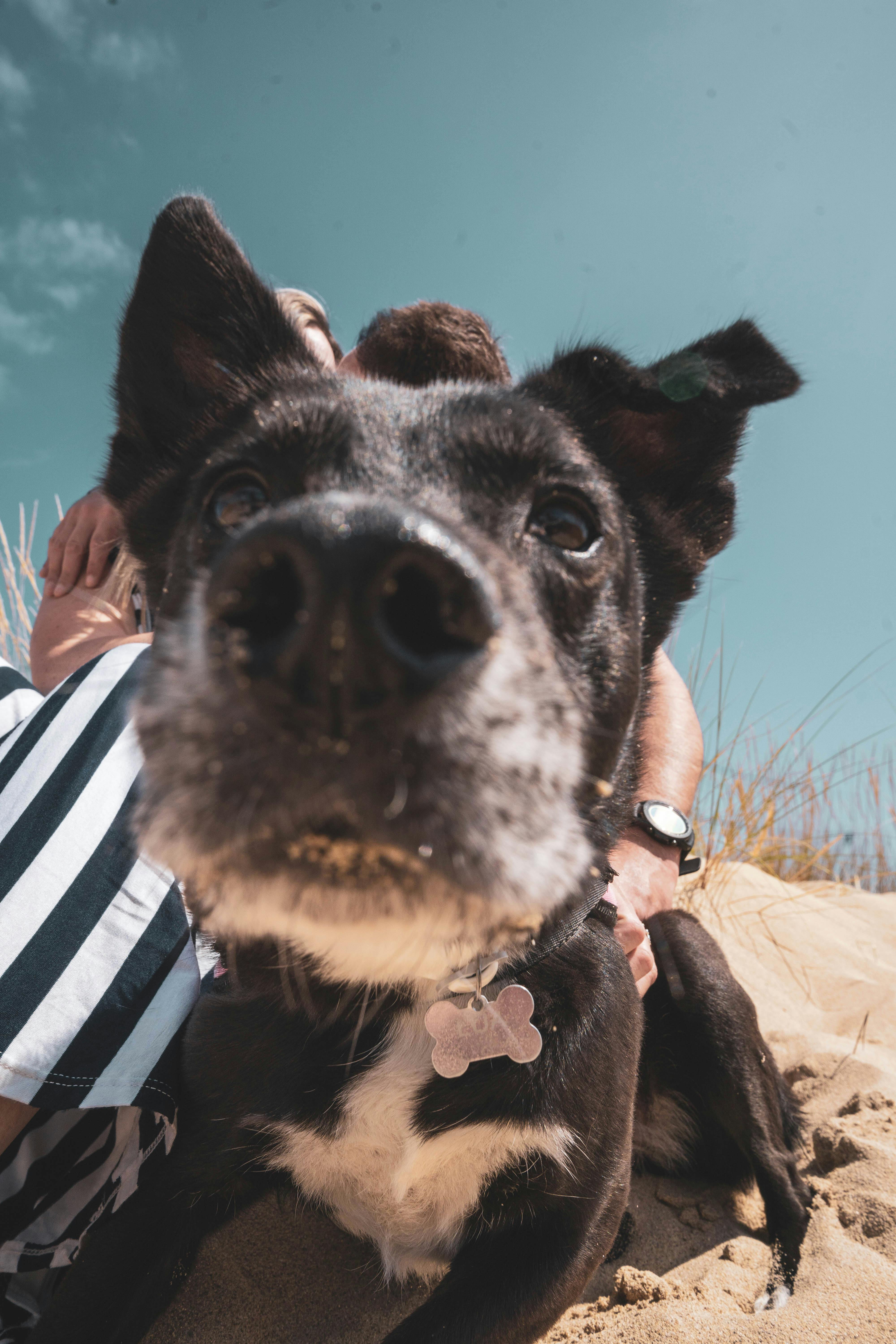 Close-up of Playful Dog Sniffing Camera on Beach