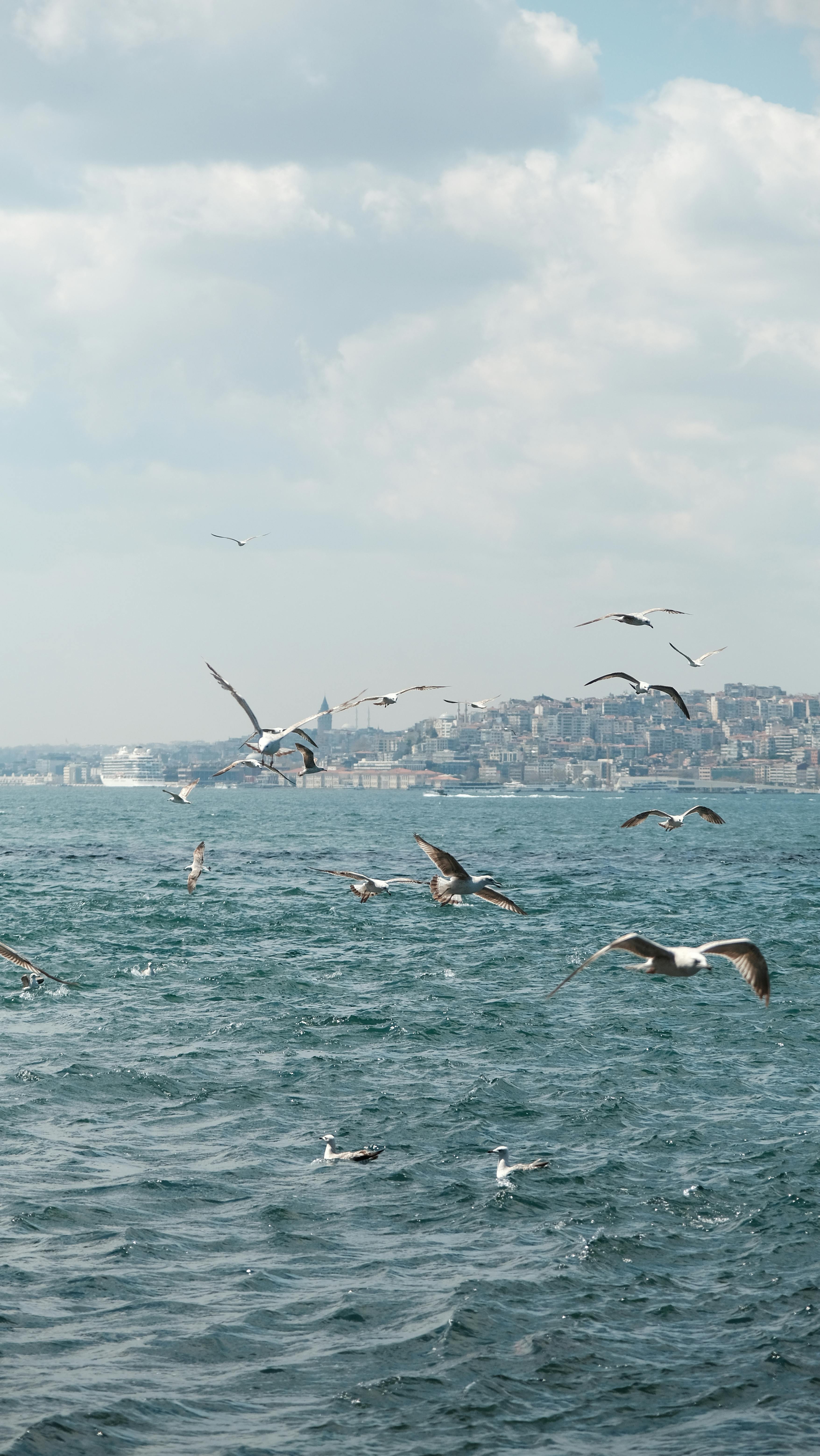 Seagulls Flying Over Bosphorus Strait with Istanbul Skyline