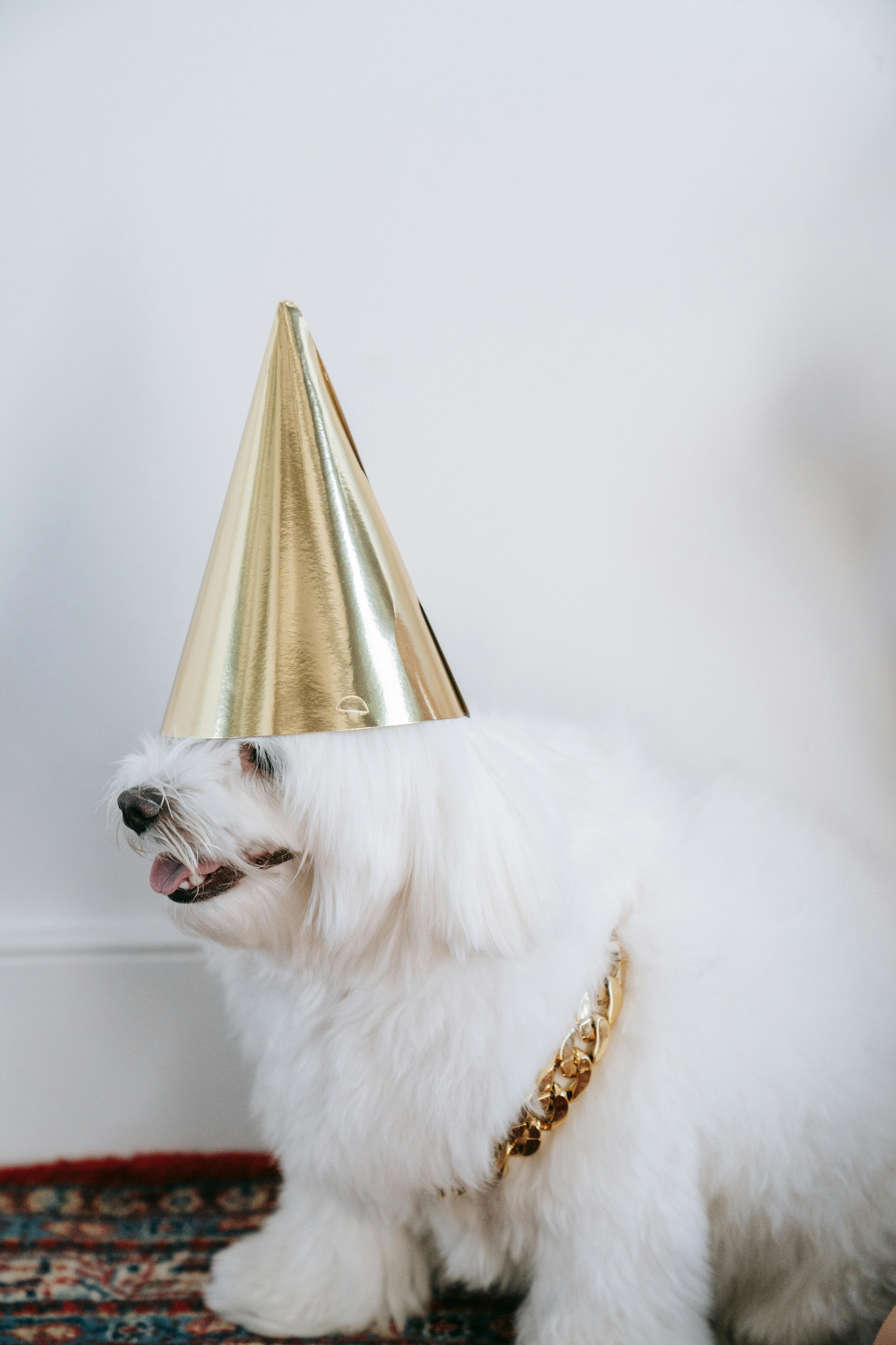 Fluffy White Dog in Golden Party Hat Indoors