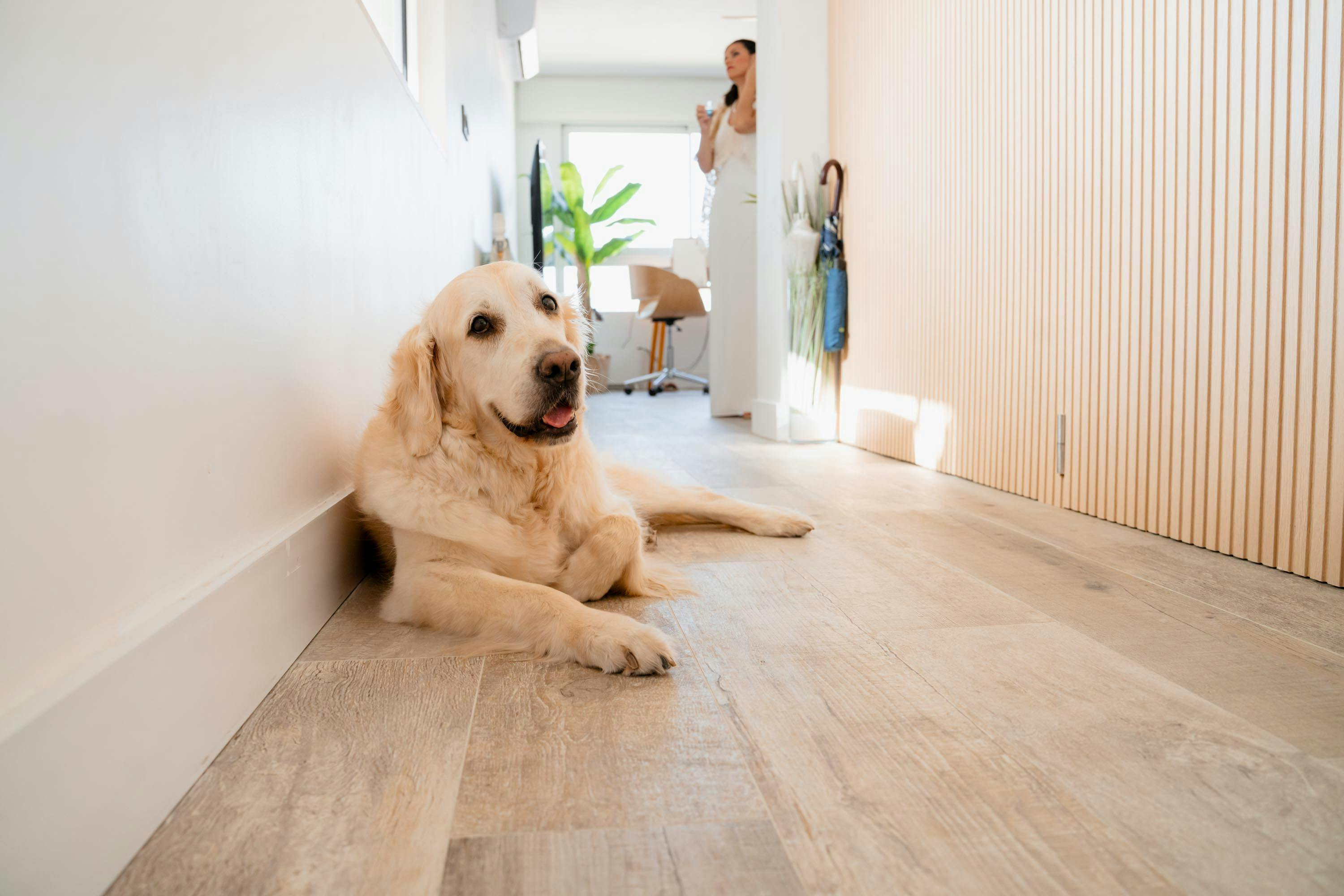 Golden Retriever Dog Relaxing on Hardwood Floor Indoors
