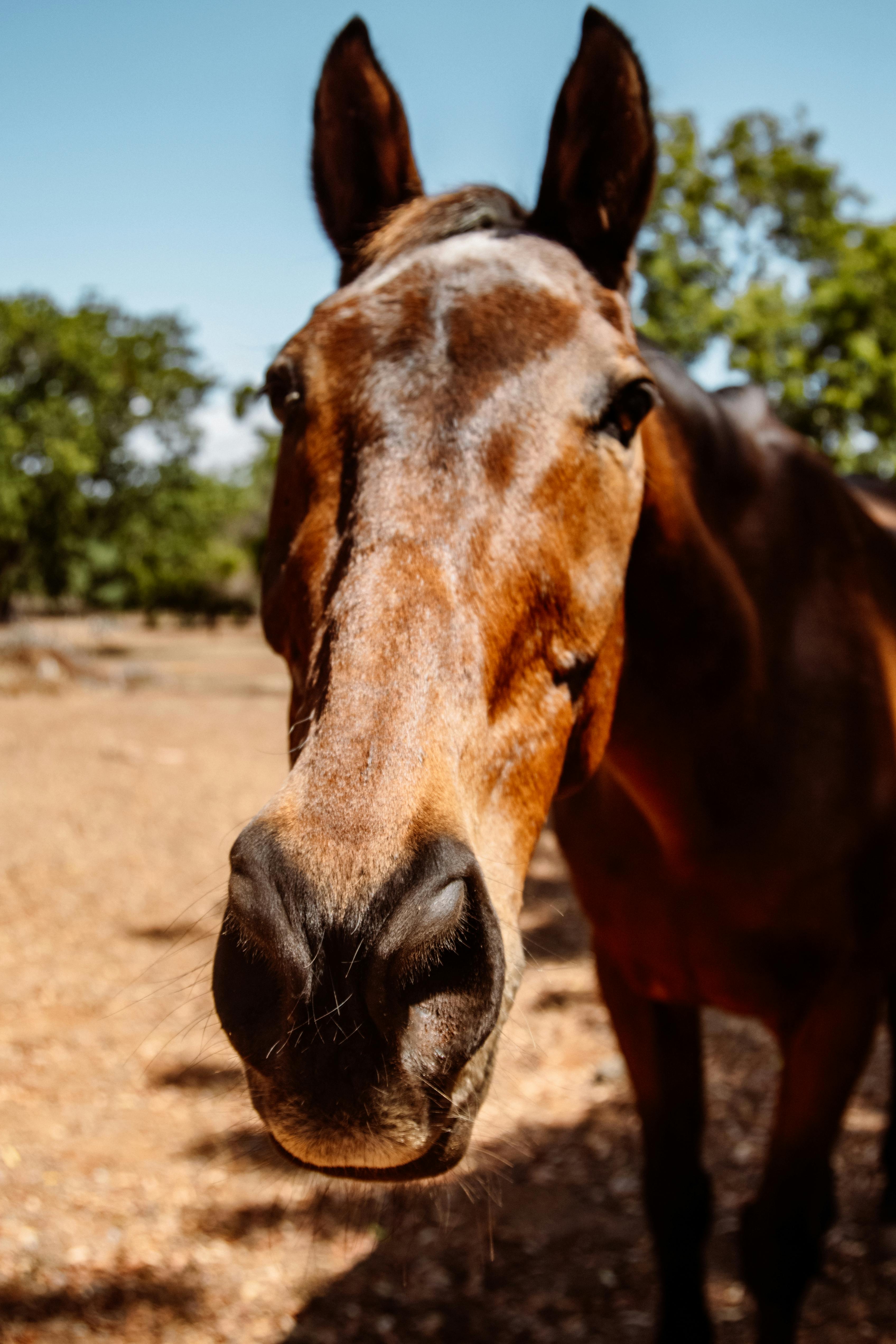 Curious Brown Horse Close-up in Sunny Pasture
