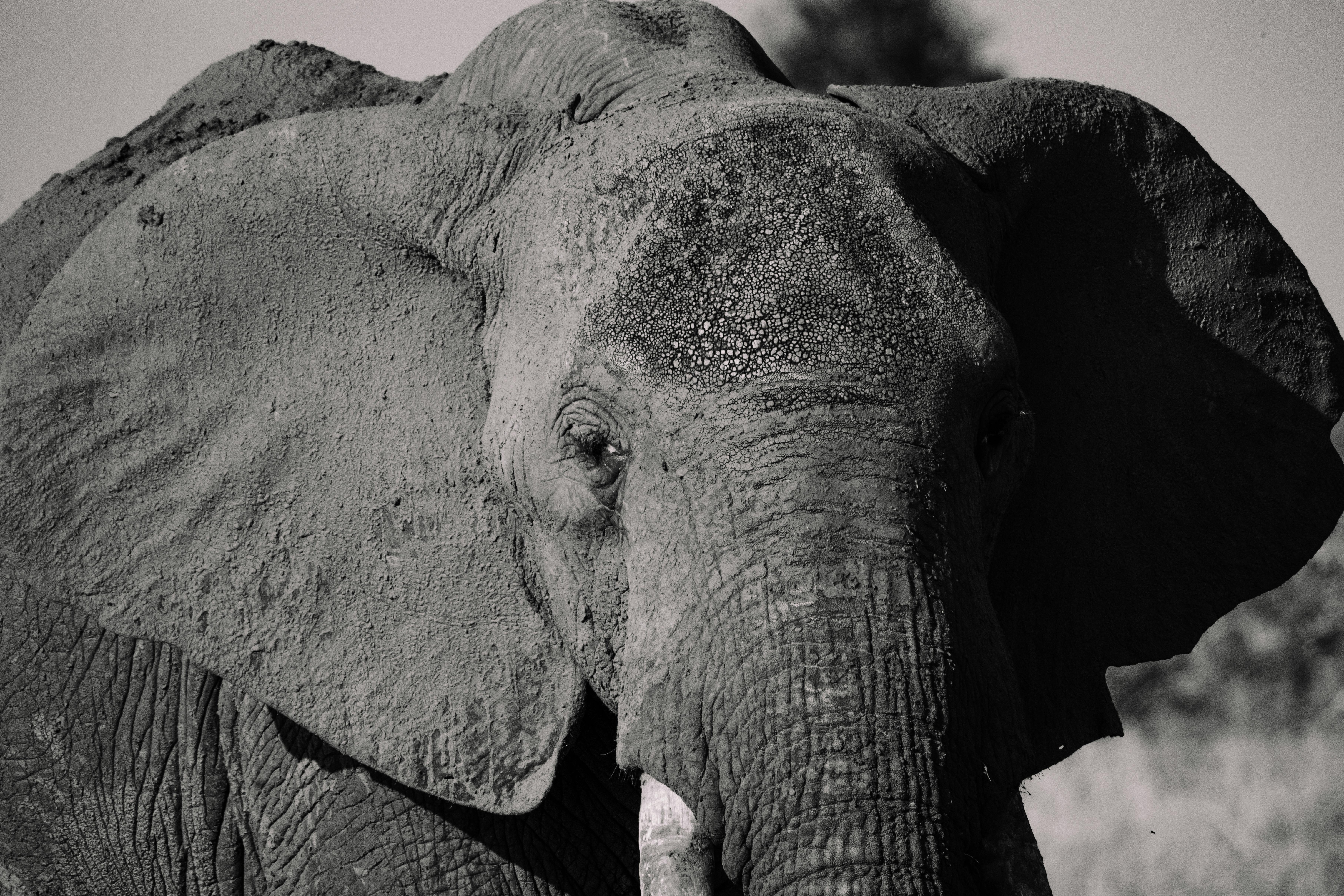 Close-up of Mud-Covered African Elephant in Savannah