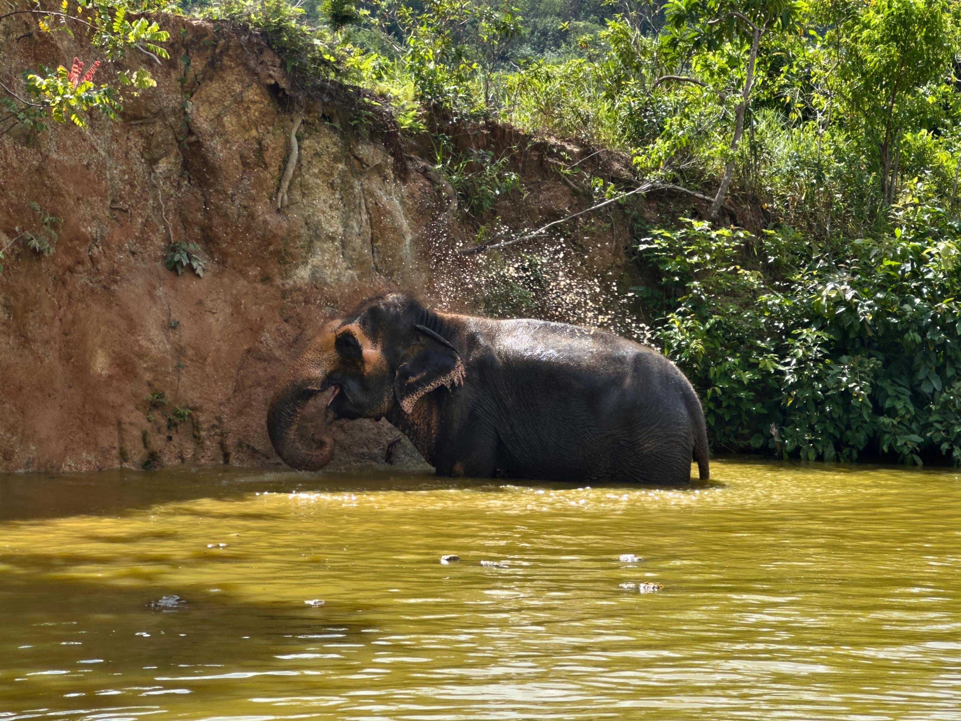 Wild Elephant Bathing in Lush Jungle River