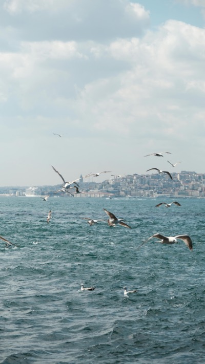 Seagulls Flying Over Bosphorus Strait with Istanbul Skyline