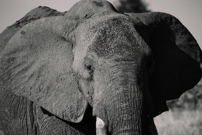 Close-up of Mud-Covered African Elephant in Savannah