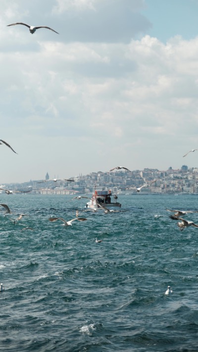 Seagulls Flying Over Boat in Bosphorus Strait