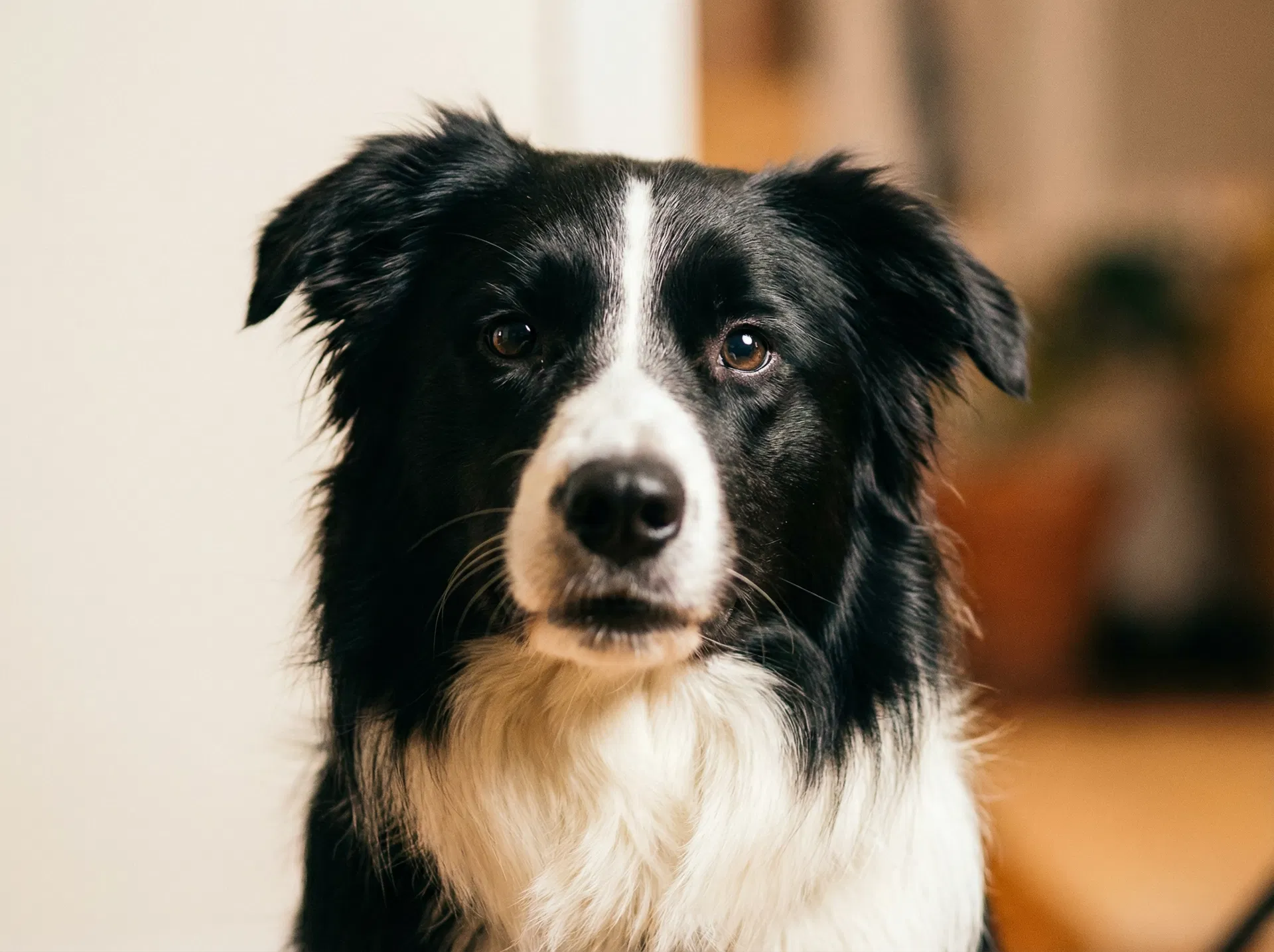 Chien avec un pelage brillant grâce à l'huile de saumon