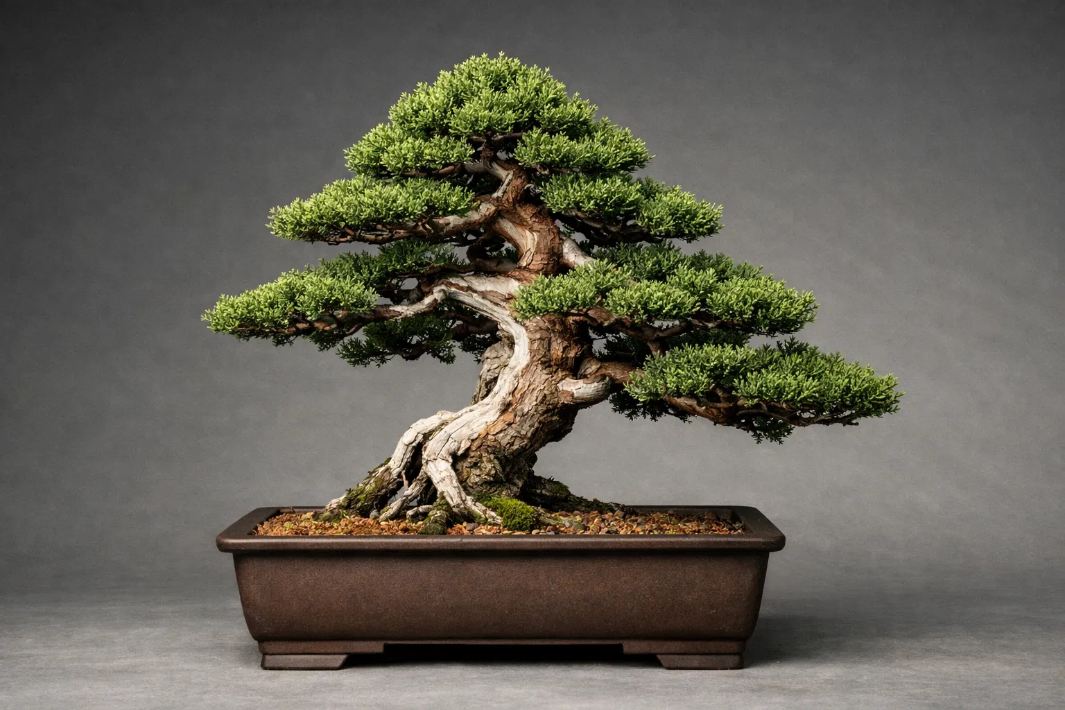 Bonsái Kishu con estructura final completa