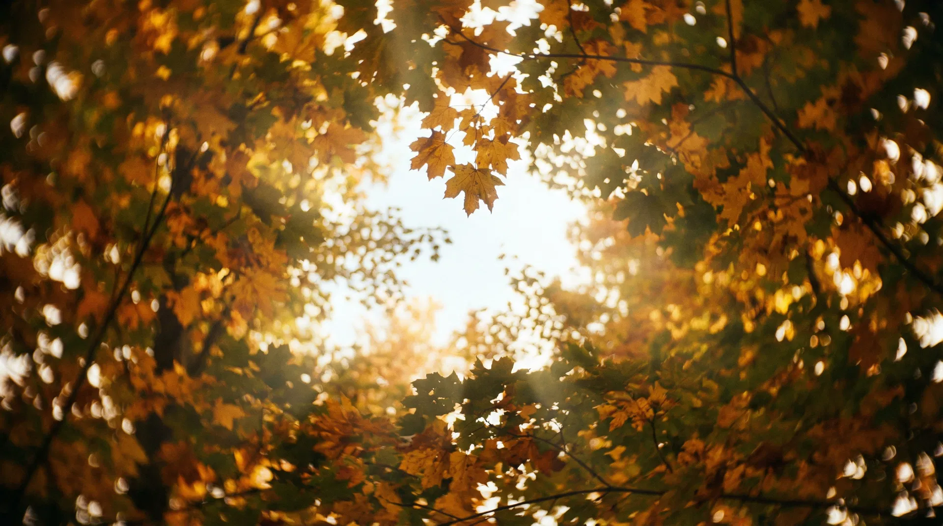 Best Ontario Inc. - Start Your Business Journey Today Ontario autumn forest canopy with golden maple leaves and warm sunlight