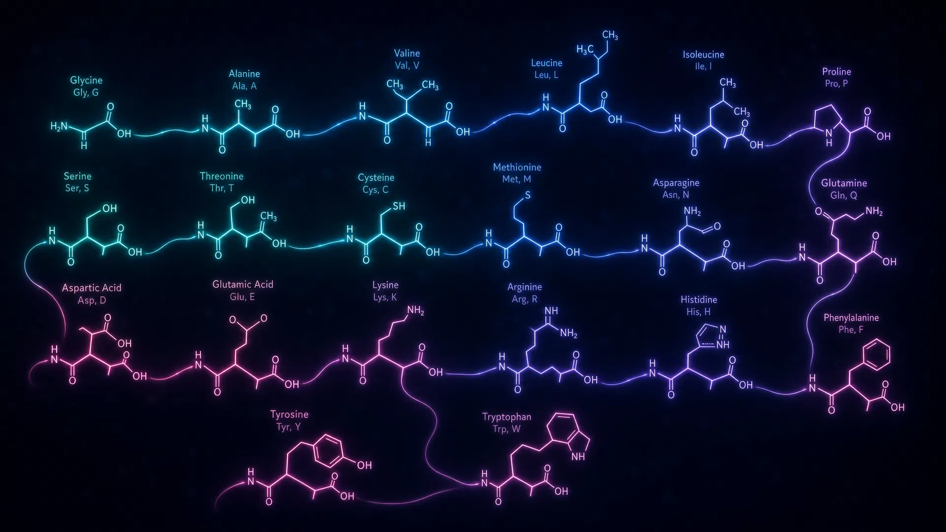 The 20 amino acids