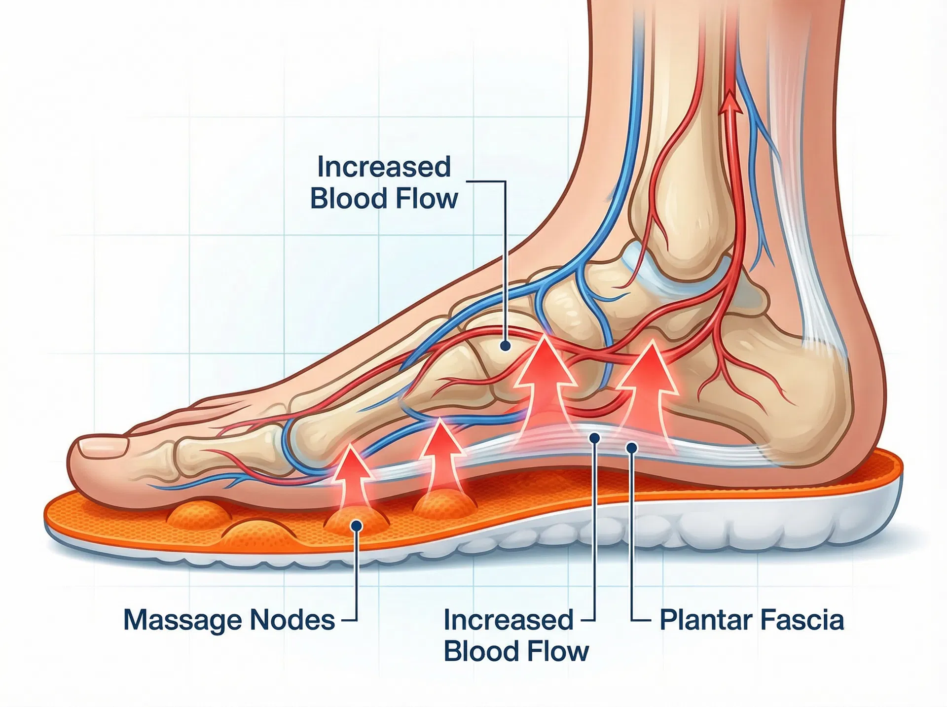 Medical diagram showing how Stepprs massage nodes boost blood flow to the plantar fascia