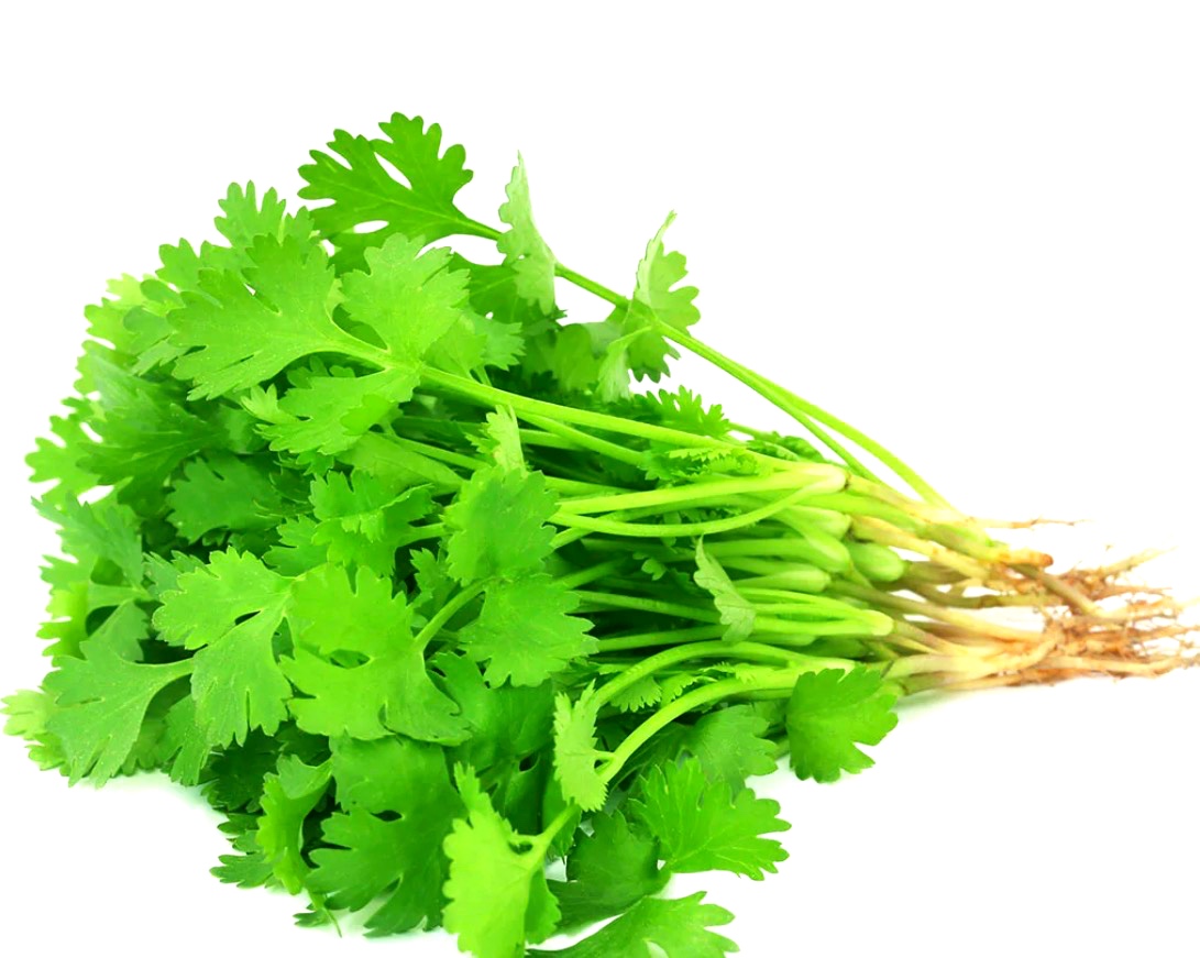 Coriander