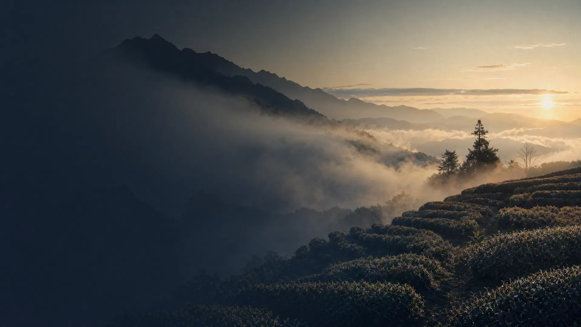 台湾高山茶园晨雾 Taiwanese high mountain tea garden at sunrise