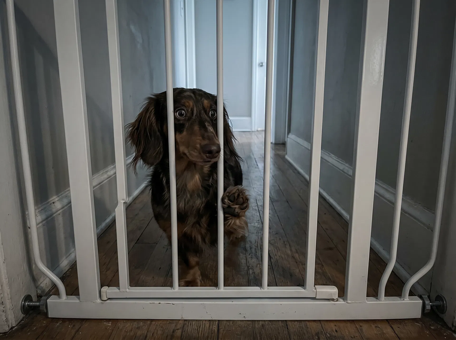 Anxious dachshund behind baby gate