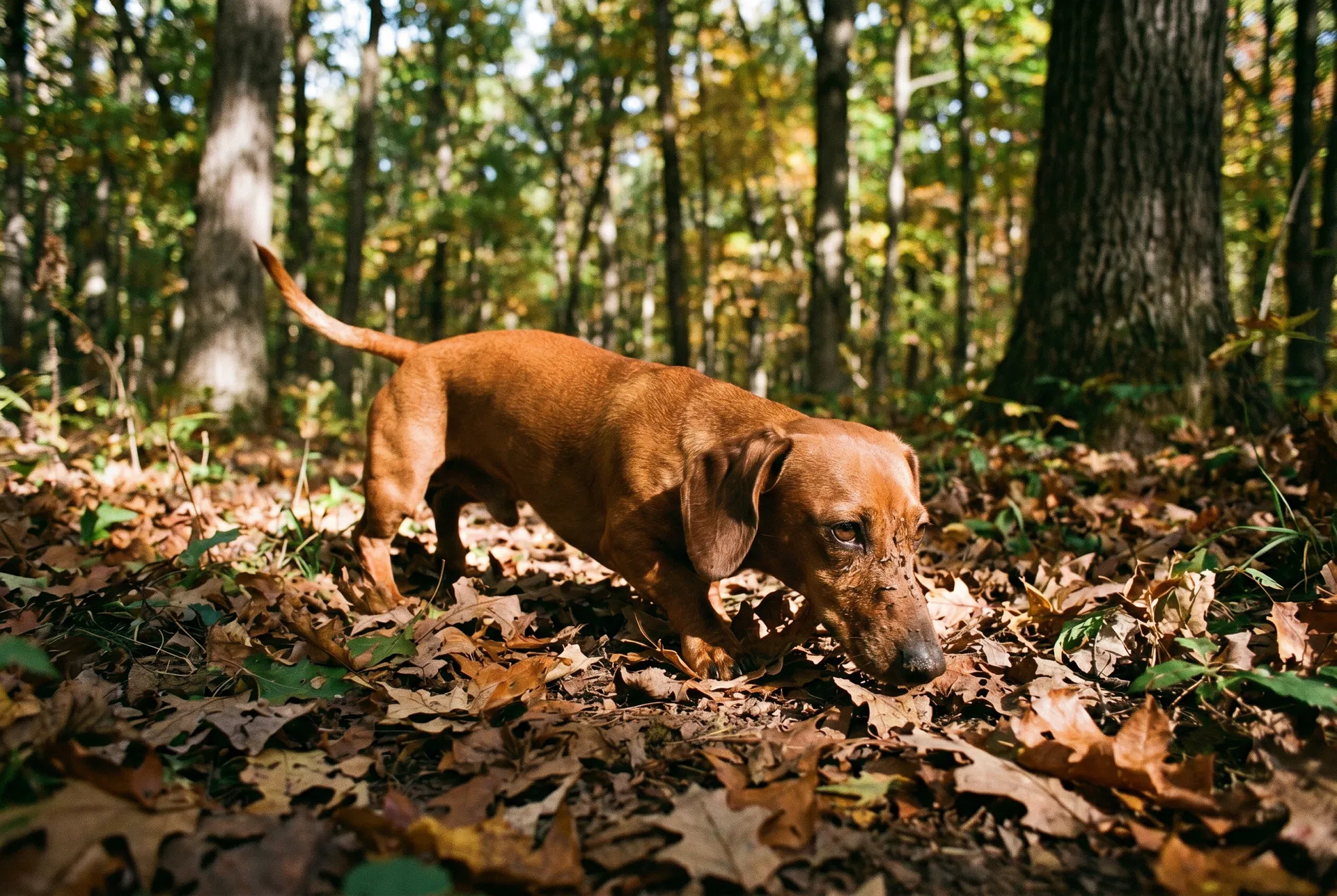 Dachshund tracking scent in forest