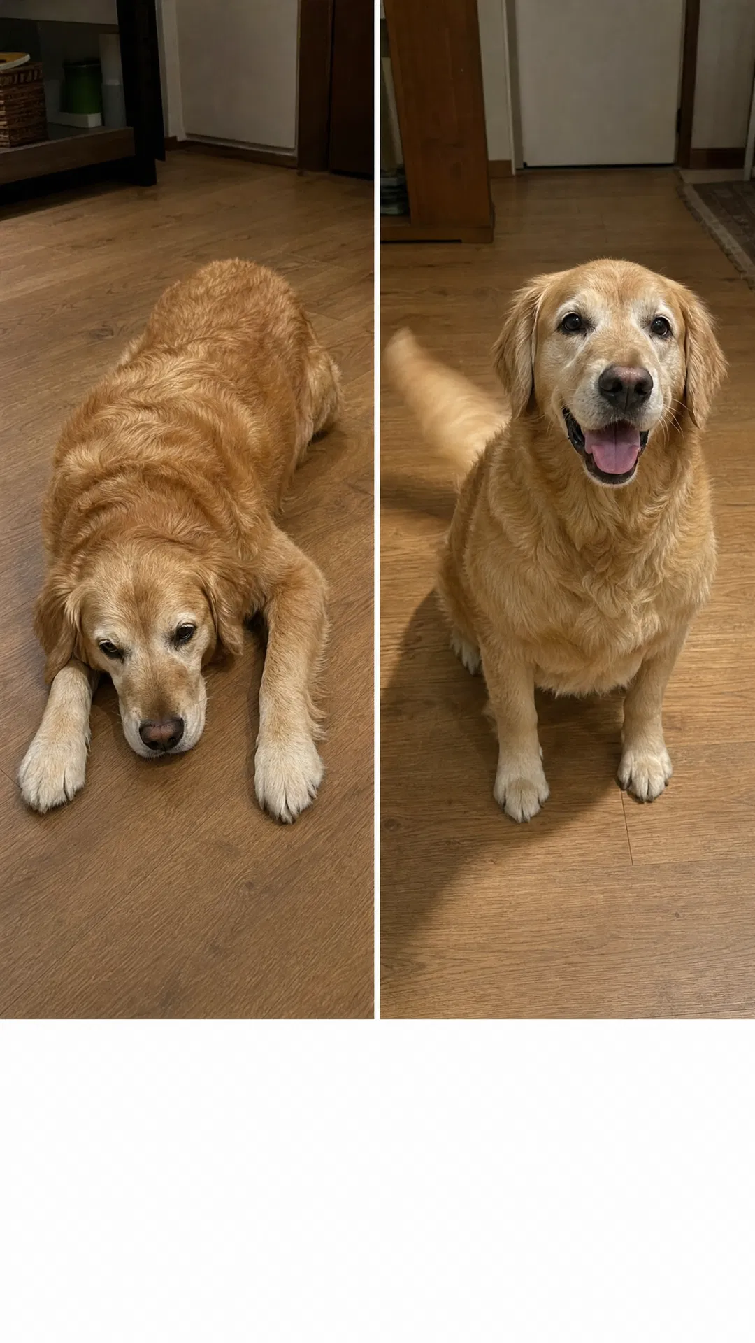 Dog before Mooch — stiff and lethargic