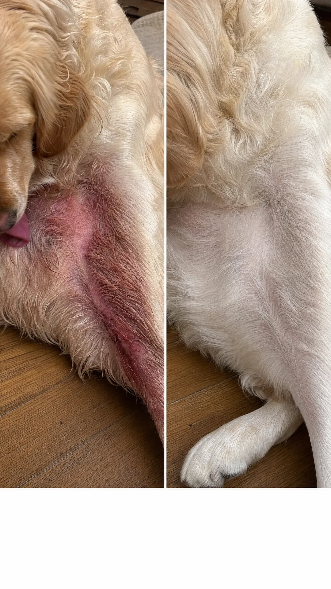 Dog sensitive skin before Mooch — red inflamed skin, constant licking