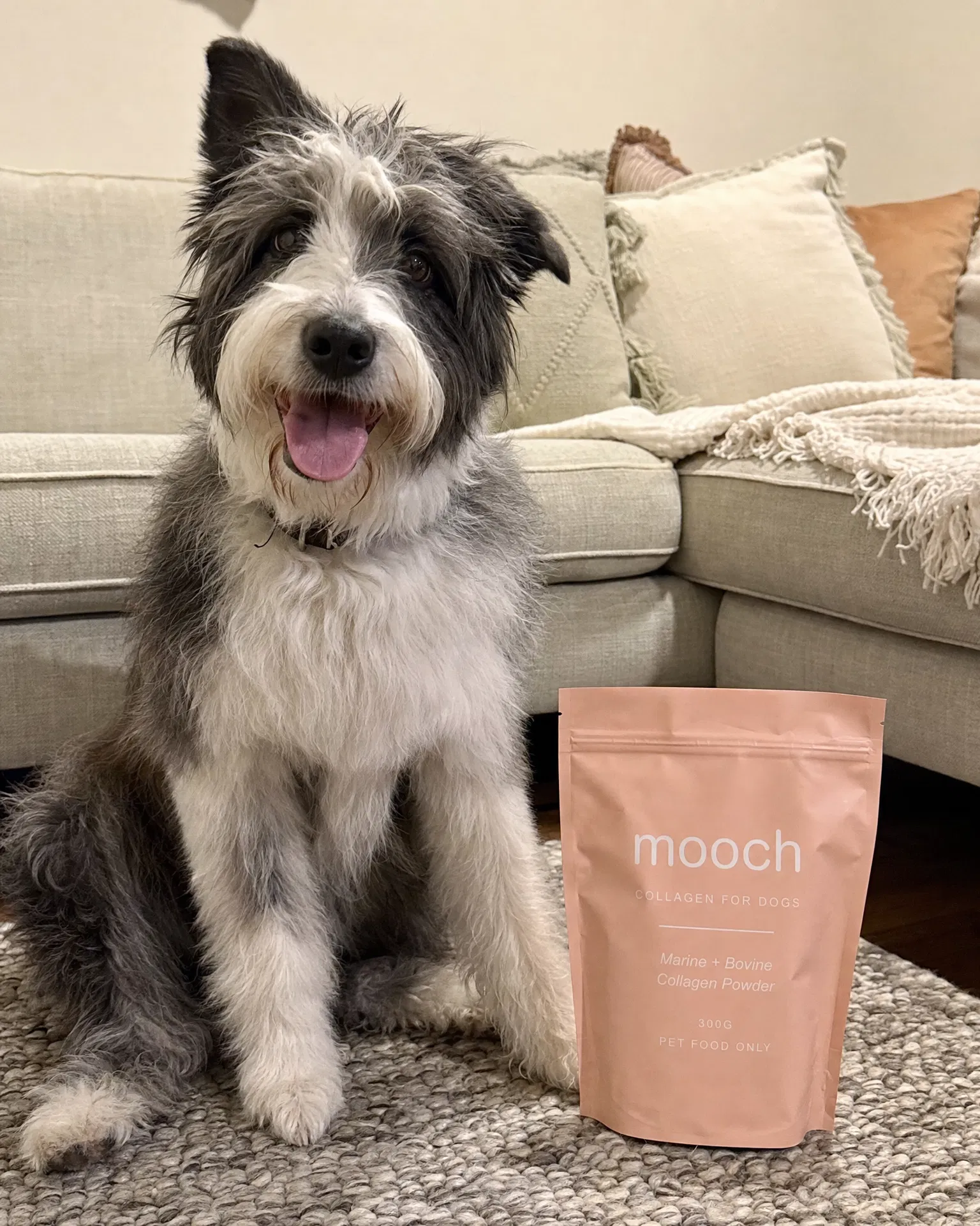 Dog sitting next to Mooch bag
