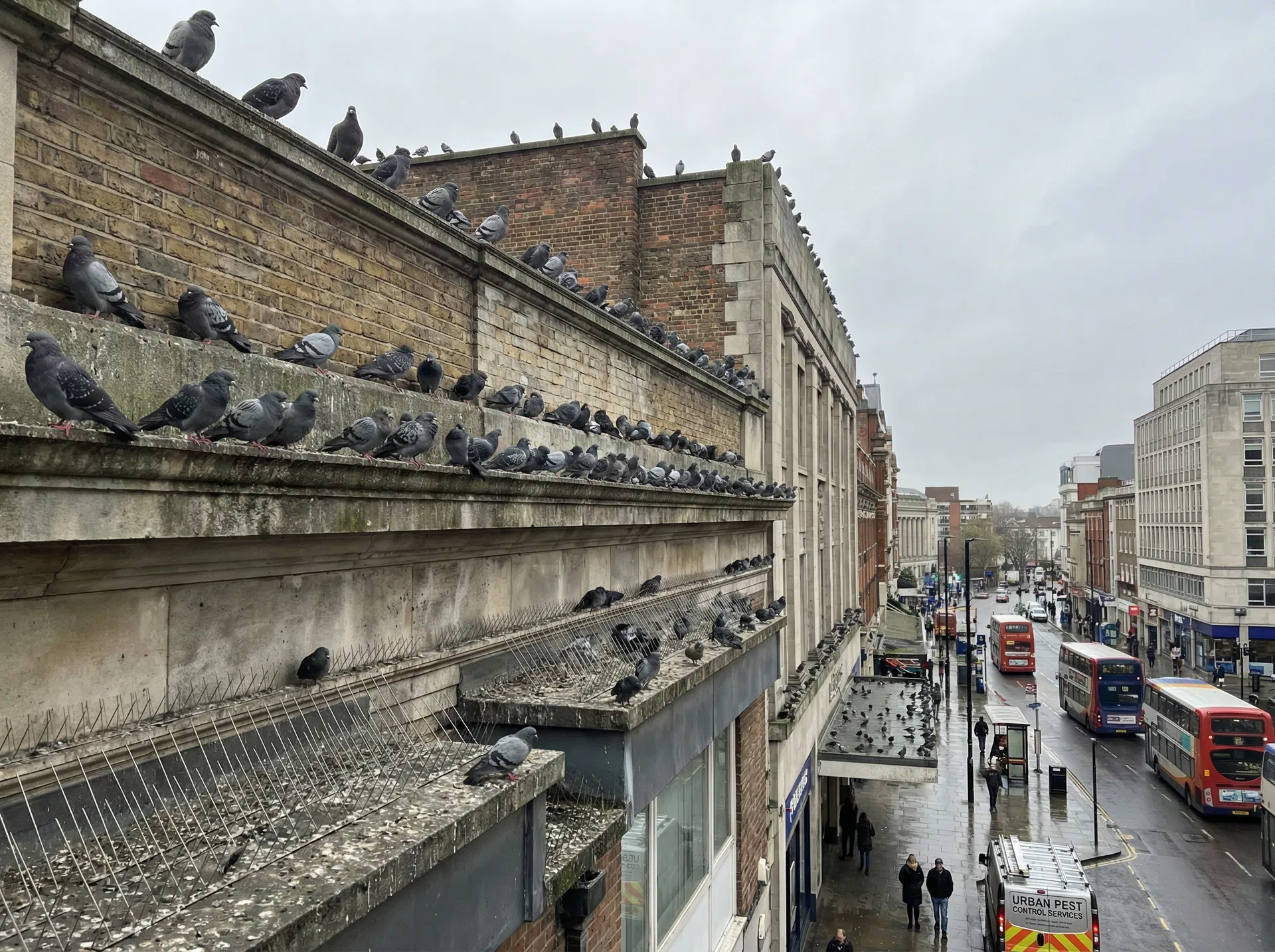 Bird & Pigeon Control