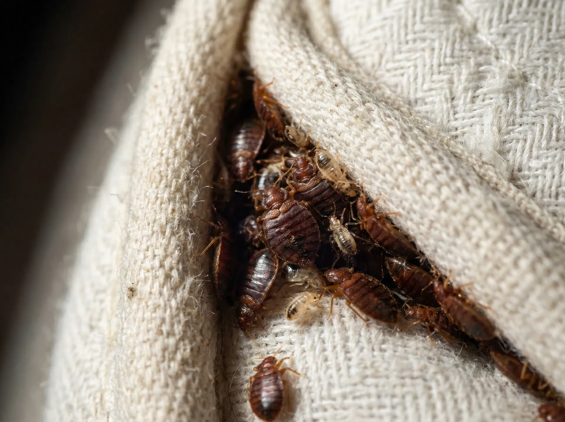Bed Bug Removal — pest control service in Wigan