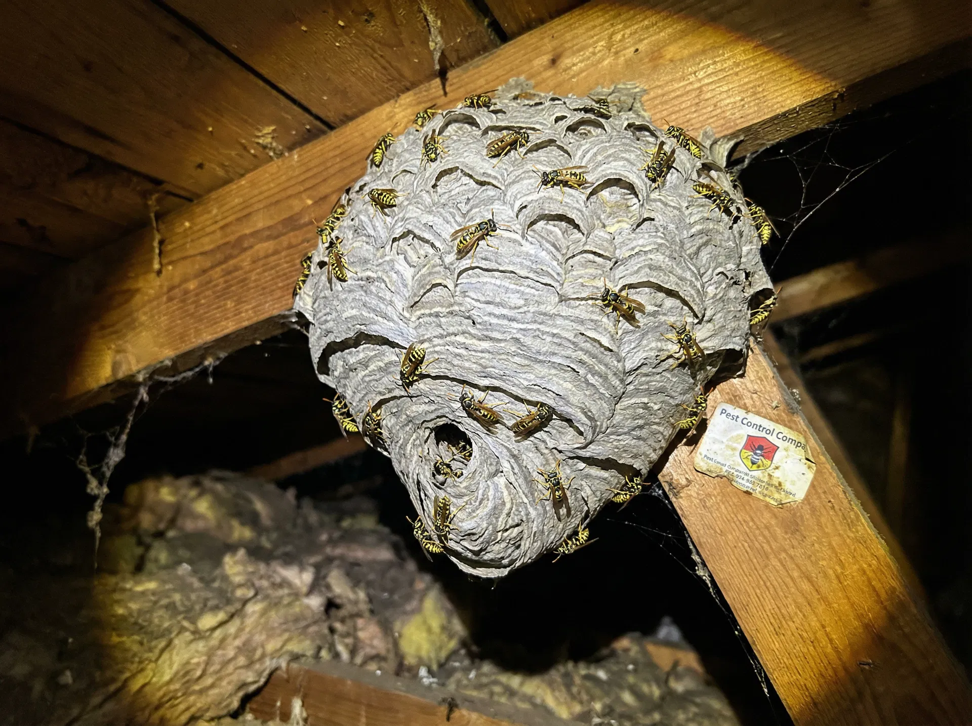 Wasps & Bees — pest control service in Wigan