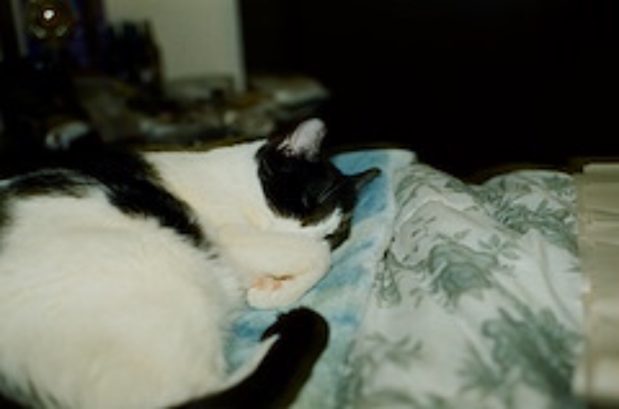 analog film photograph of a black and white tuxedo cat sleeping curled on a floral blanket, shot in low light