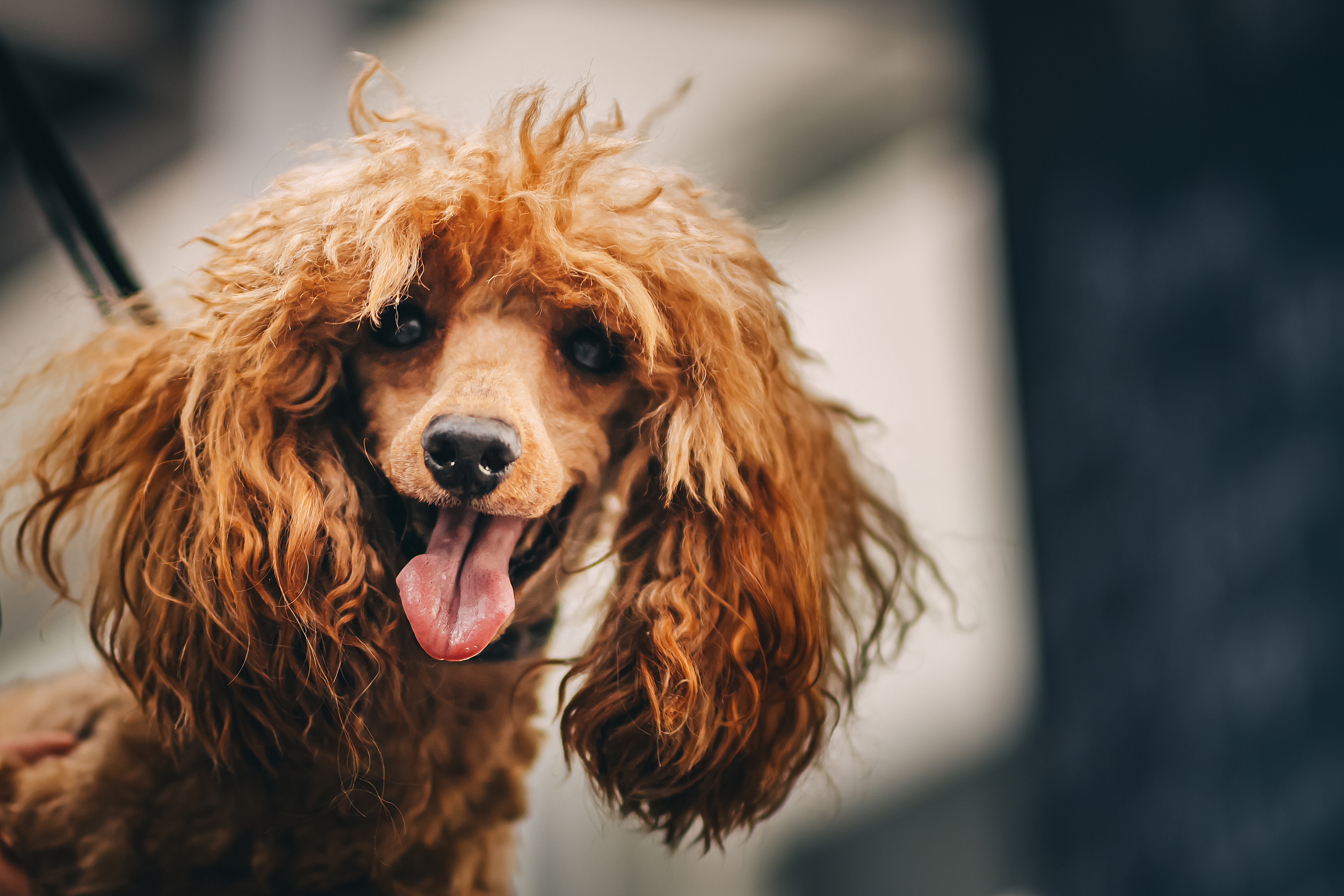 grooming-and-grooming-a-poodle-2026-01-08-06-26-28-utc