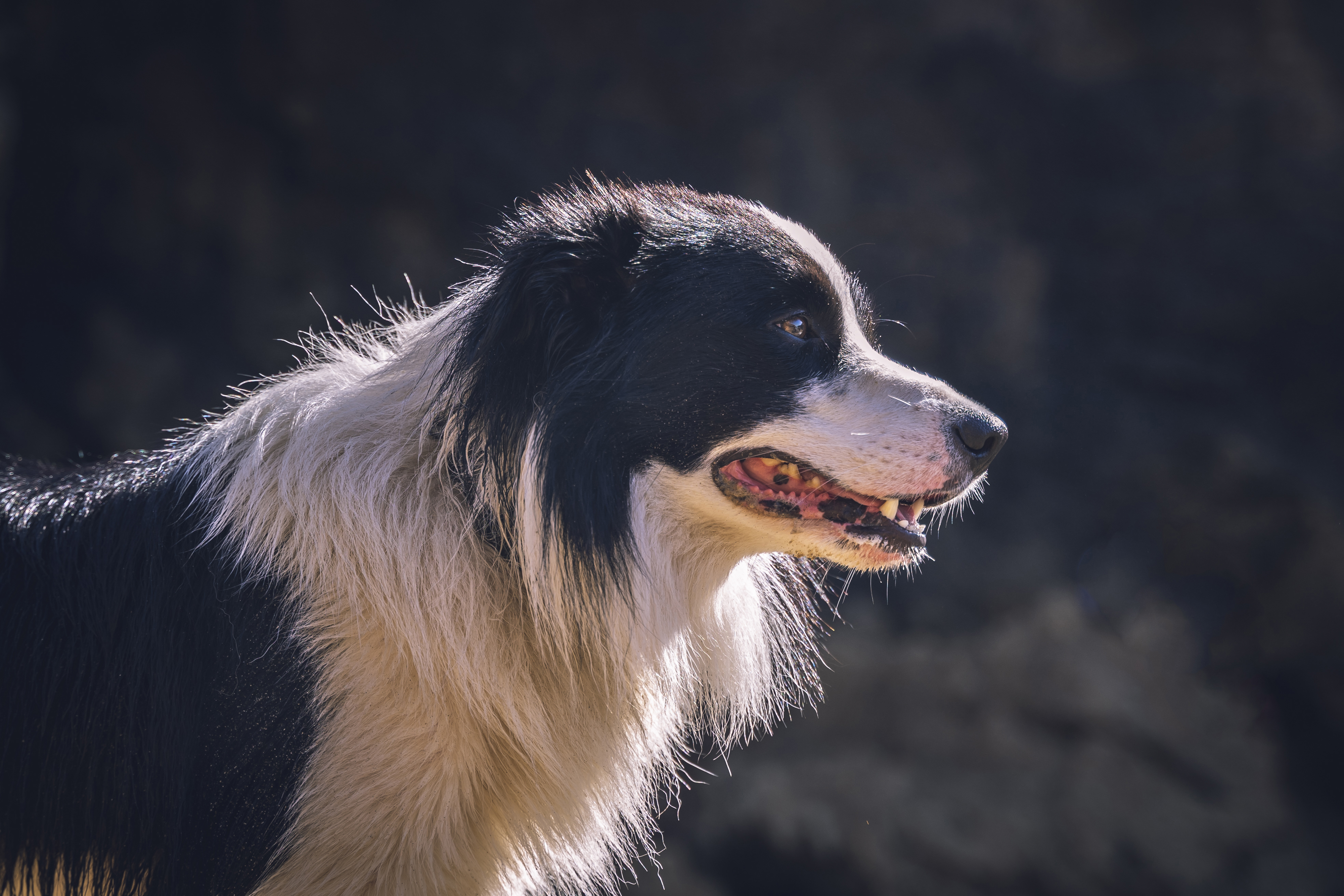 black-and-white-dog-with-wet-coat-look-carefully-2026-01-06-10-00-24-utc