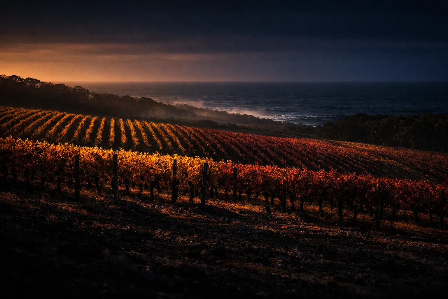 Australian coastal vineyard