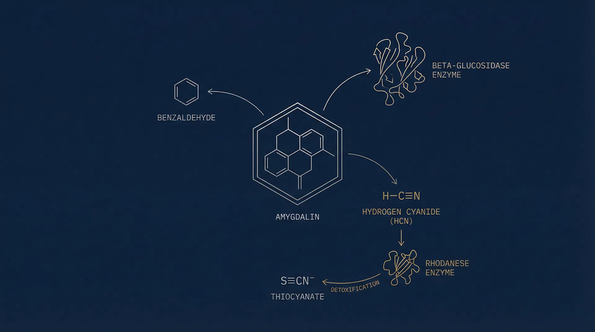 Amygdalin metabolic pathway diagram